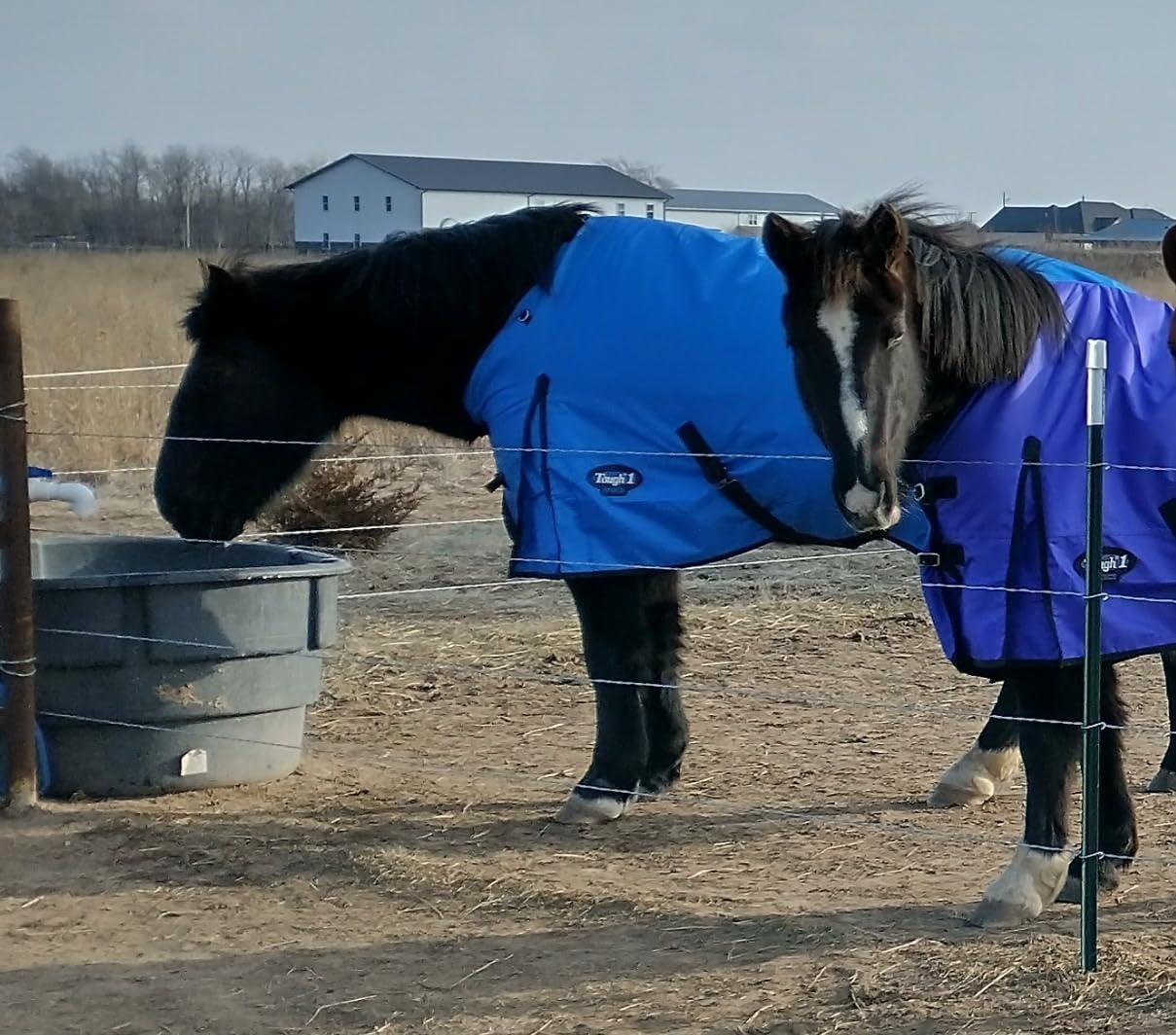 TOUGH1 Basics 1200D Turnout Blanket, 200-G, Hunter Green, 72-in customer photo 1