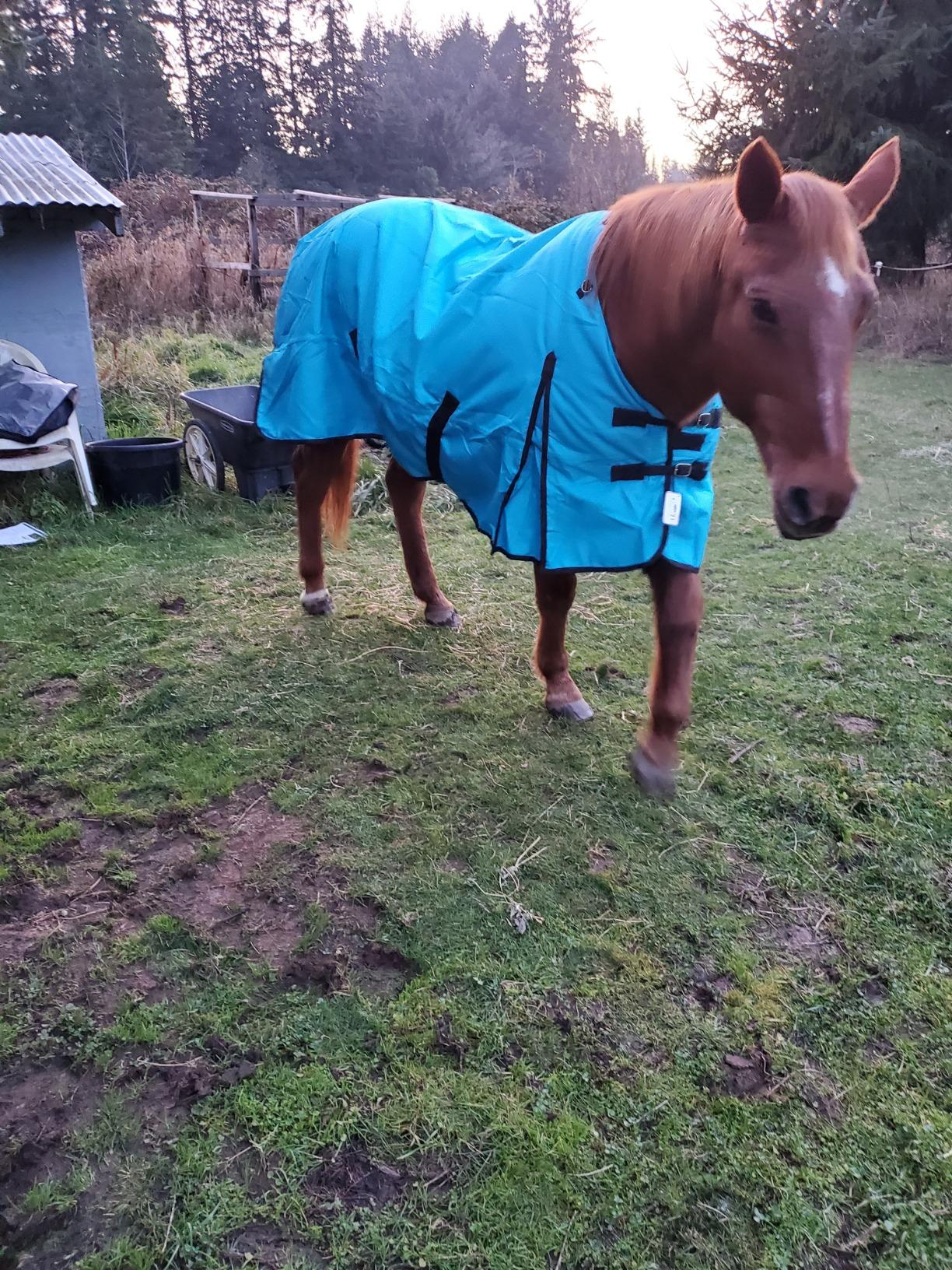 TOUGH1 Basics 1200D Turnout Blanket, 200-G, Hunter Green, 72-in customer photo 2