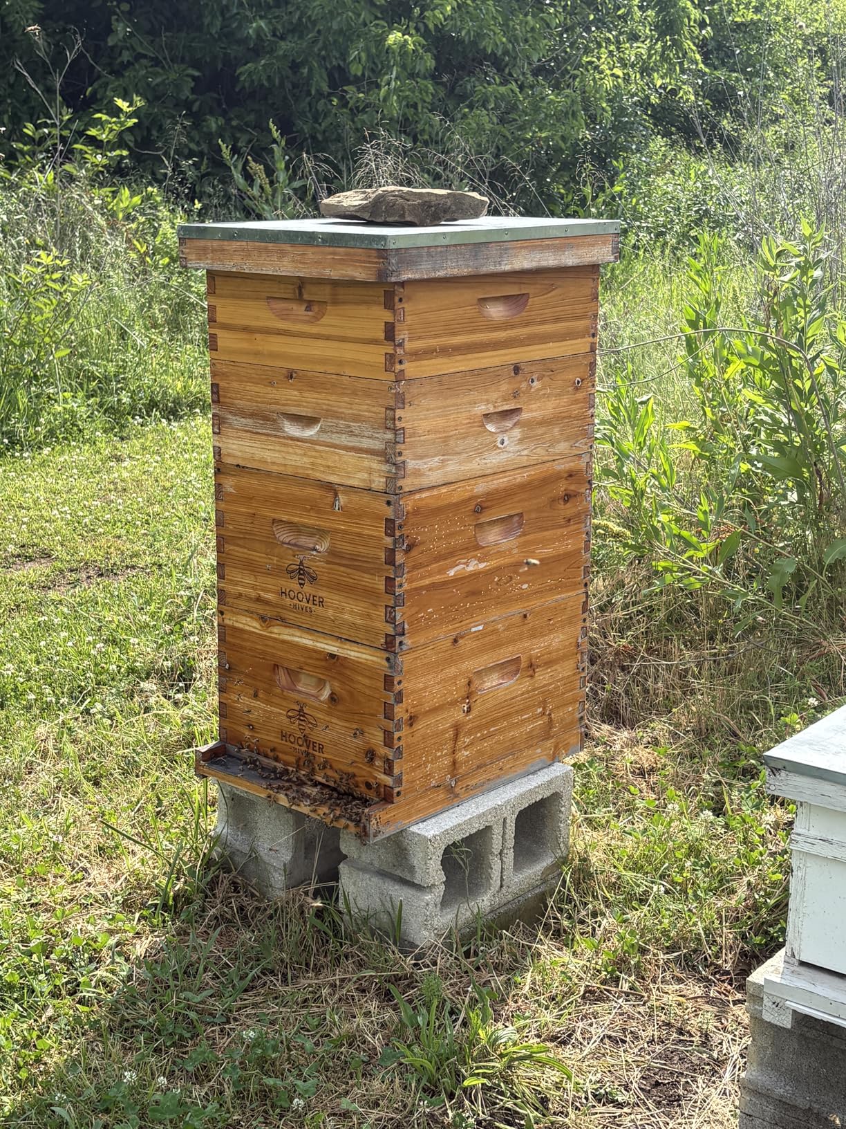 Hoover Hives: The Original Beeswax Coated Beehive Kit. Includes 2 Deep & 1 Medium Boxes with 10 Wooden Frames & Heavy Wax Coated Foundations. Easy Assembly with Predrilled Holes& Screws (Unassembled) customer photo 2