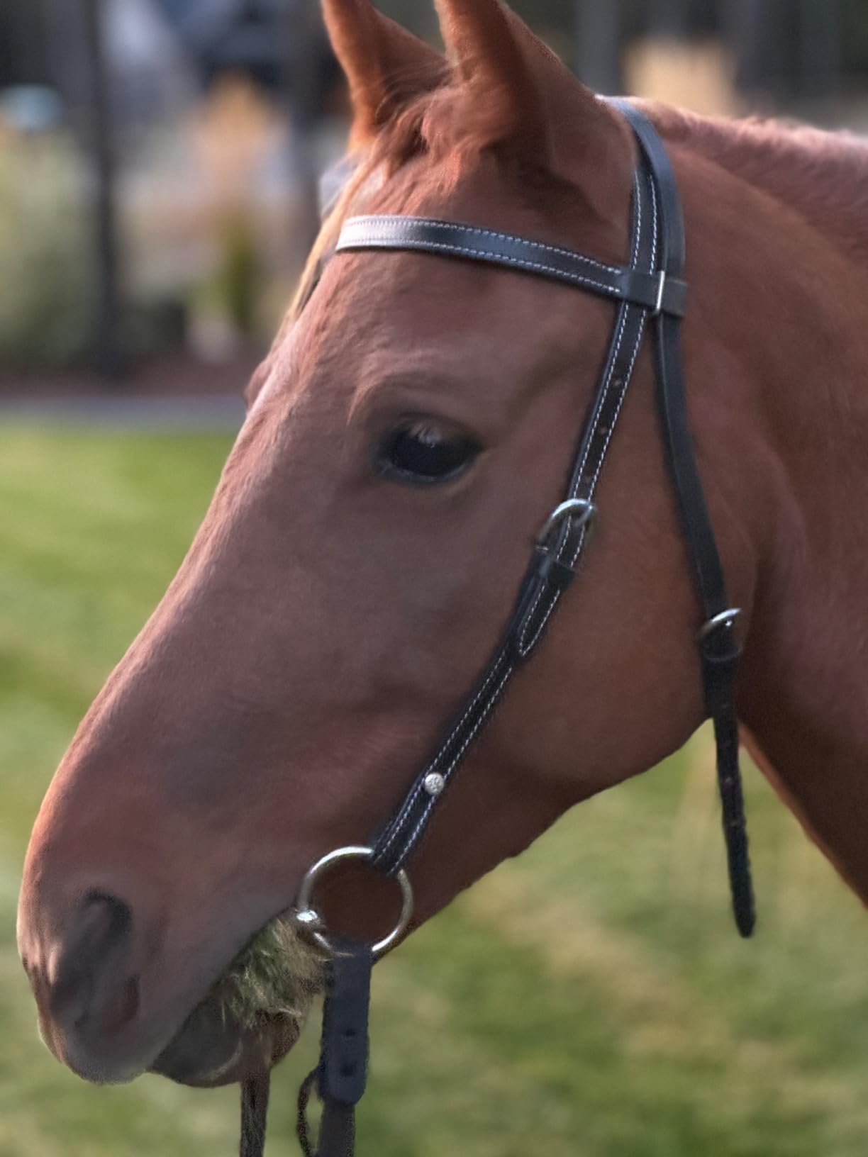 Tahoe Tack Kickin Country Square Browband Headstall USA Leather customer photo 2