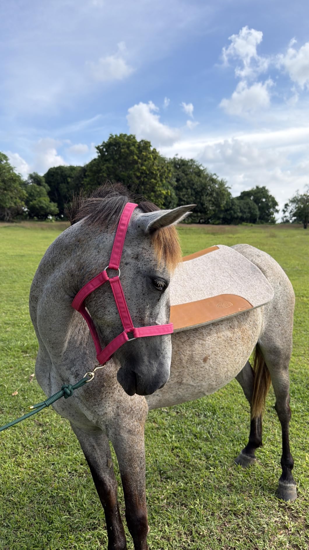 Weaver Equine 30