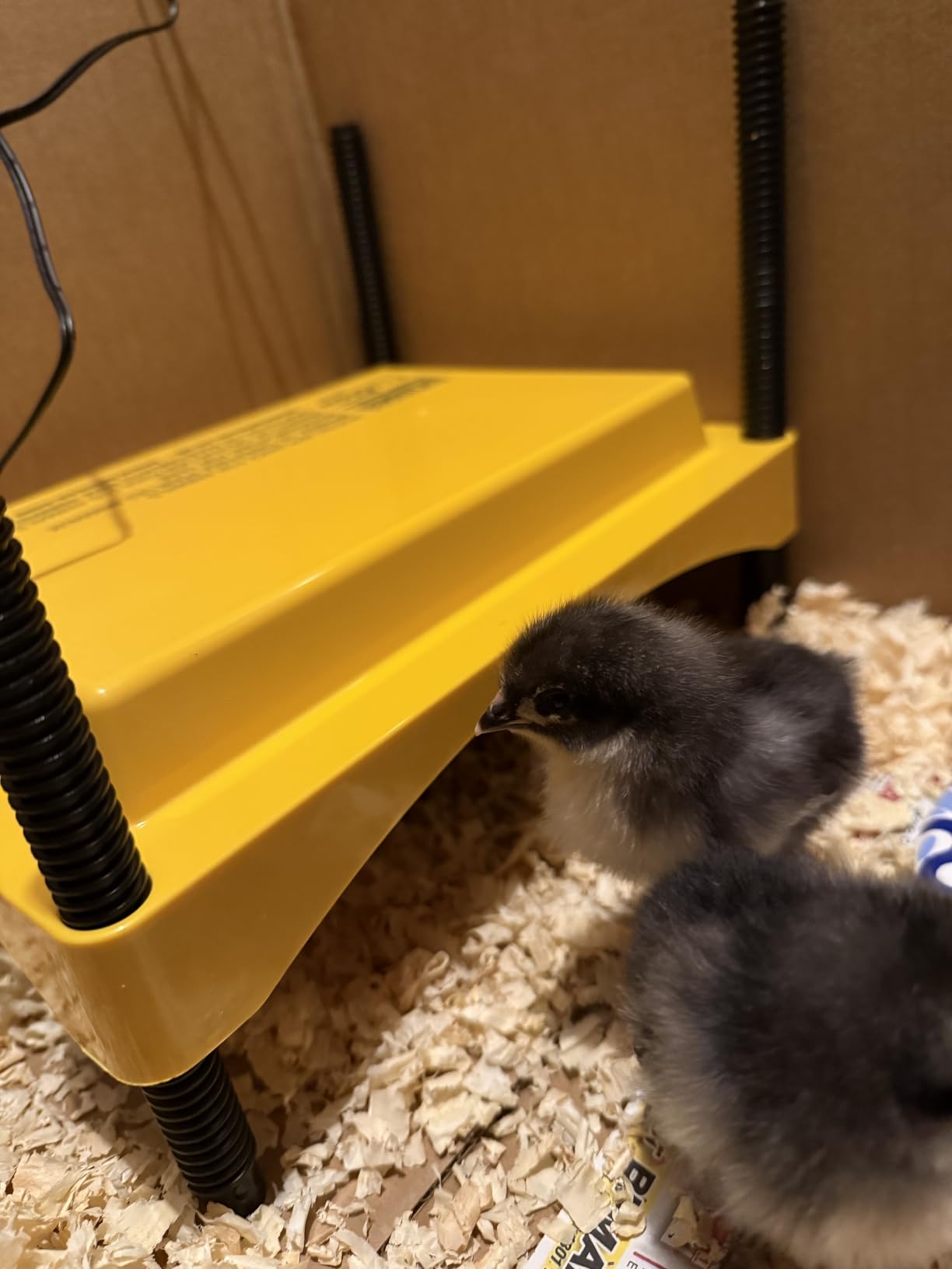 Brinsea Ecoglow Safety 600 Brooder Plate for up to 20 Chicks - Energy Efficient 12 Watt Heat Plate for Ducklings and Poultry - Adjustable Low Voltage Design customer photo 1