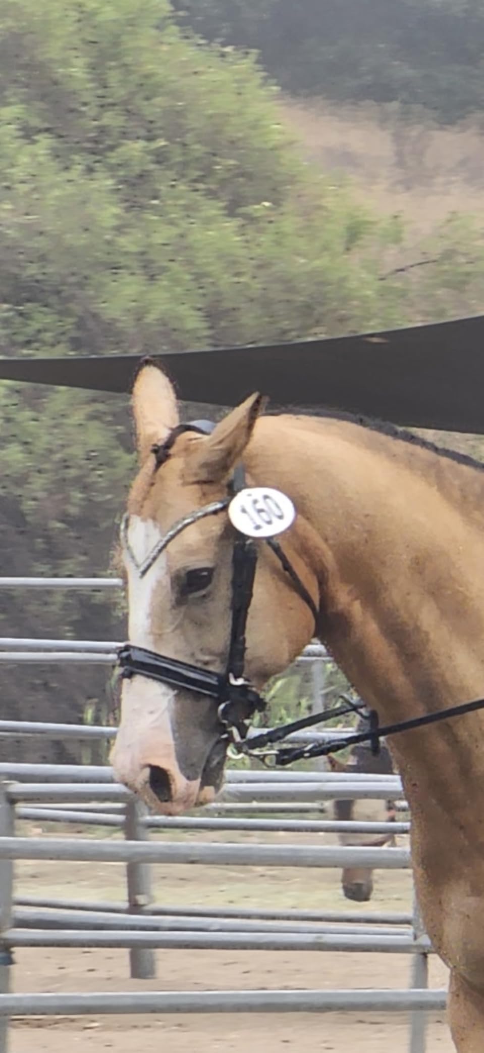 HORZE Grayson Classic Leather Ergonomic Snaffle Dressage Bridle with Detachable Flash customer photo 1