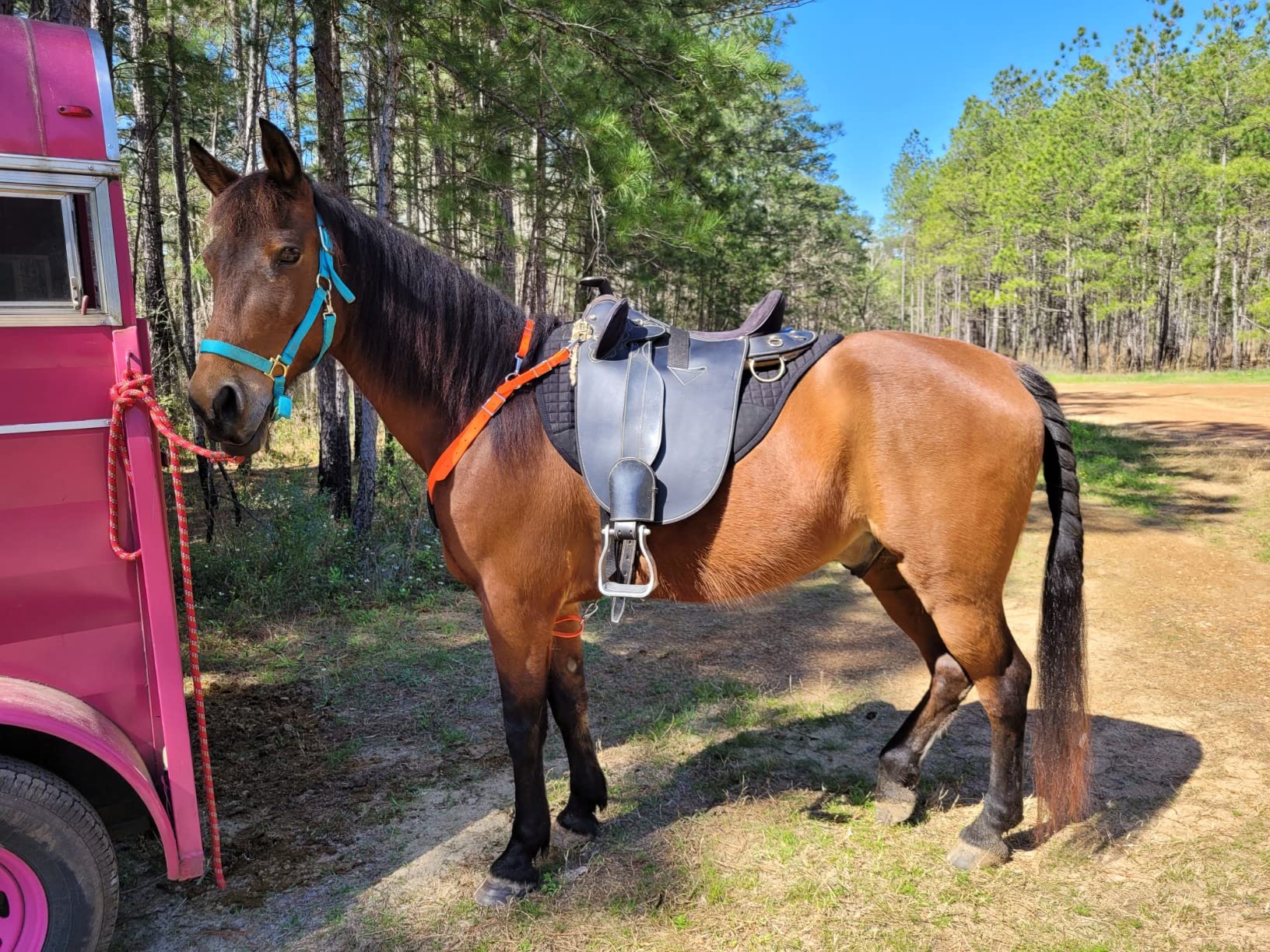 Horse Quilted Endurance Contoured Barrel Gel Comfort Saddle Pad 39185 customer photo 2
