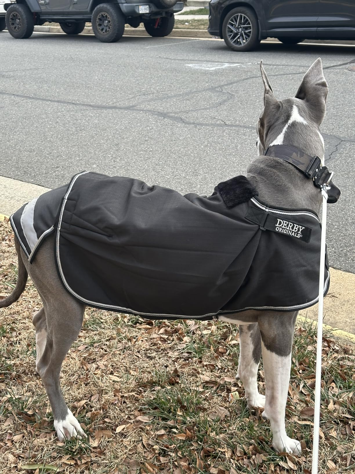 Derby Originals Reflective Safety No Hardware Winter Turnout Blanket for Foals & Mini Horses - 1200D Waterproof Ripstop, 150g Insulation, Triple Layer Breathable 210T Lining, 2 Year Warranty customer photo 1