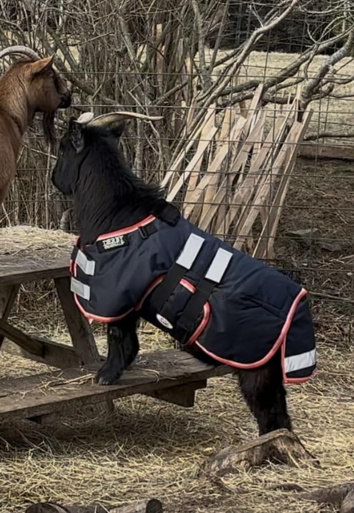 Derby Originals Reflective Safety No Hardware Winter Turnout Blanket for Foals & Mini Horses - 1200D Waterproof Ripstop, 150g Insulation, Triple Layer Breathable 210T Lining, 2 Year Warranty customer photo 2