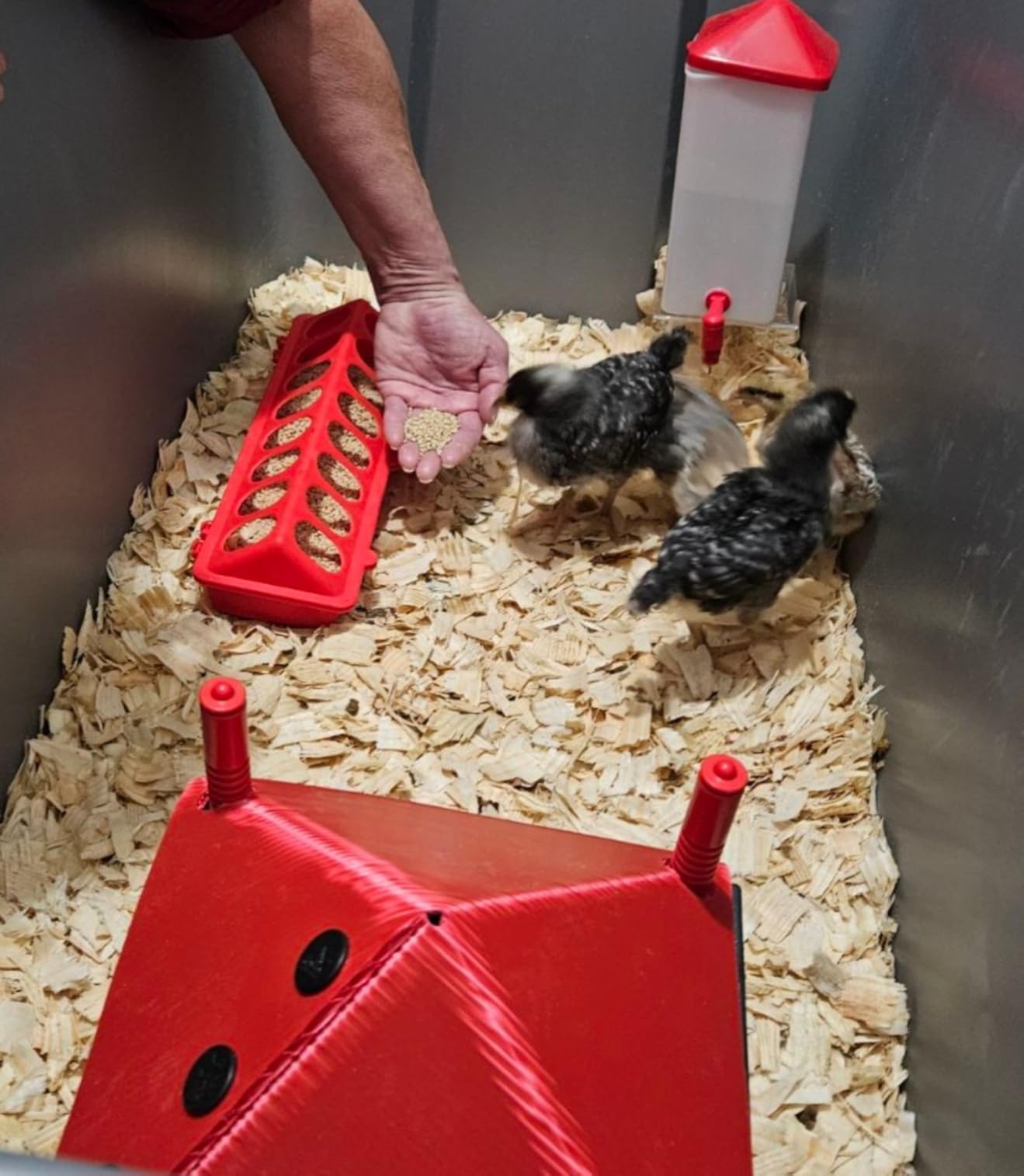 Flip Top Chick Feeder Trough, Plastic Bird Small Poultry Feeder | No Mess, No Waste Chicken Feeder for Small Chicks, Pigeons, Quails, Birds, Ducklings, Ideal for Using in a Brooder (Red) customer photo 1