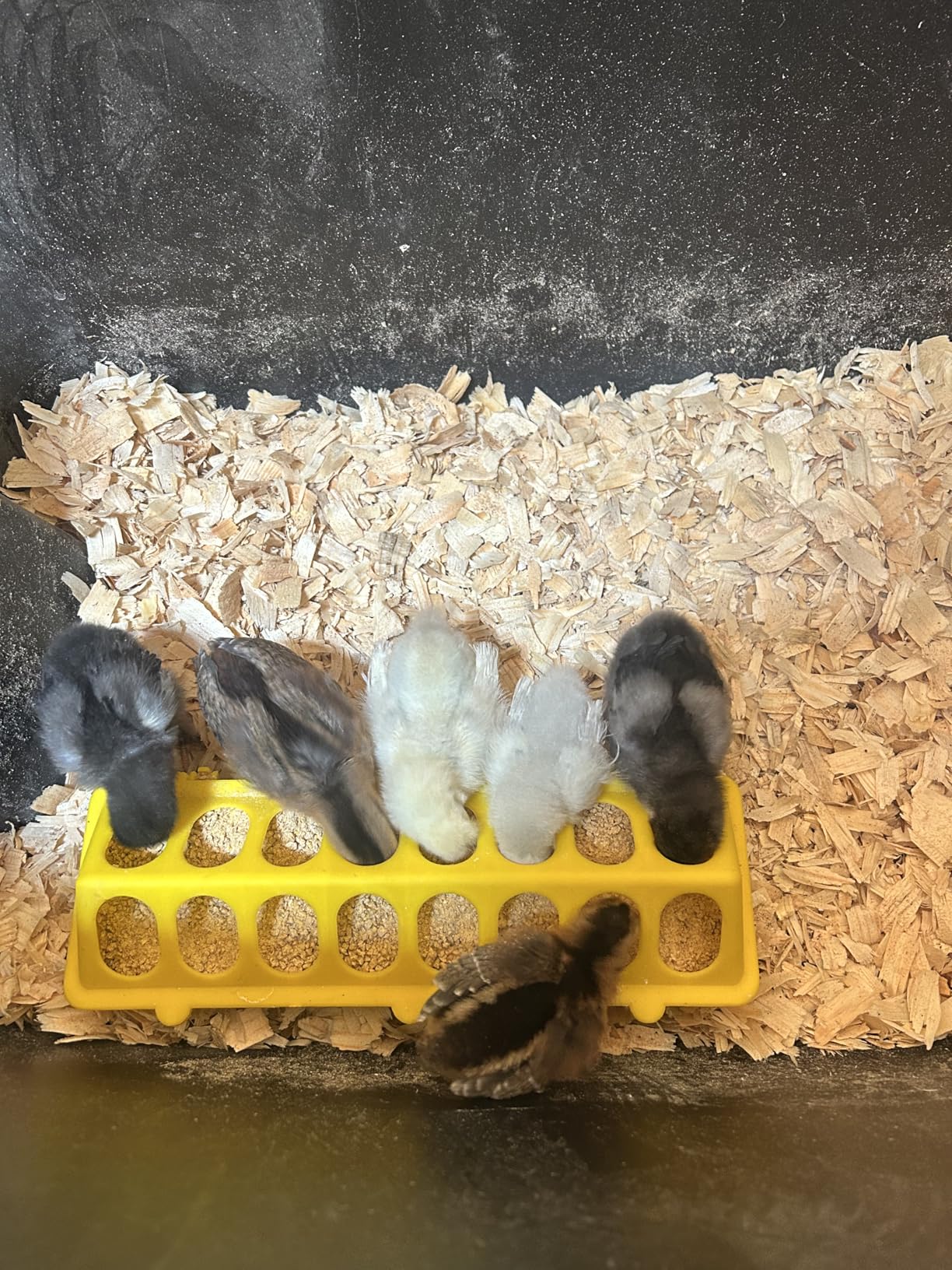 Flip Top Chick Feeder Trough, Plastic Bird Small Poultry Feeder | No Mess, No Waste Chicken Feeder for Small Chicks, Pigeons, Quails, Birds, Ducklings, Ideal for Using in a Brooder (Red) customer photo 2