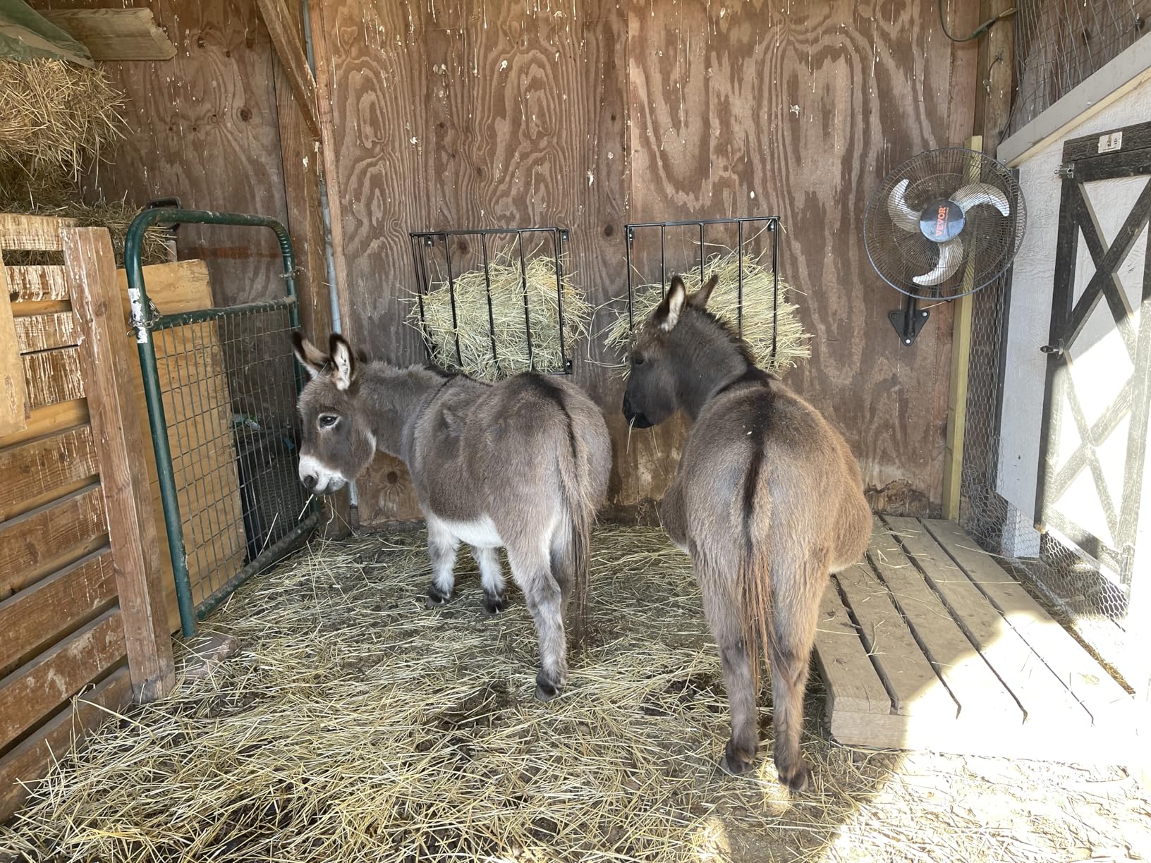 Wall Mount Hay Rack for Horses and Goat Feeder - Pack of 2: This Versatile Hay Feeder Can Also Be Used As Wall Blanket Holder Made in The USA customer photo 1