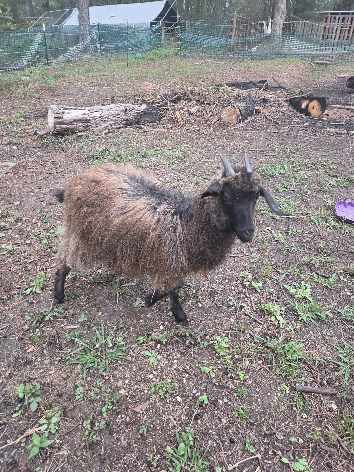 Grass Shear Sheep Shear Alpaca Shear - Coated Wear-Resistant Handle, Manganese Steel Double Blade, Strong Spring Suitable For Cattle And Sheep and Horse Hair Hand-Cut (Red 10.2 inches) customer photo 1