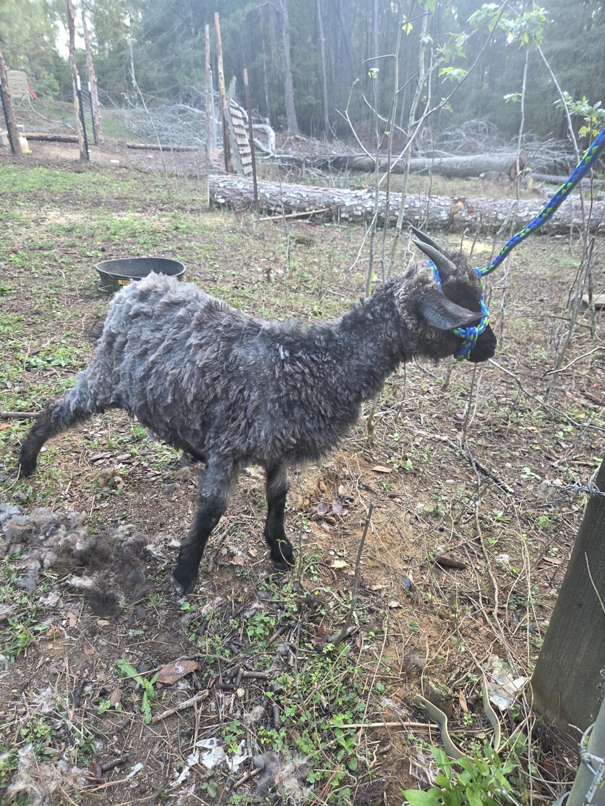 Grass Shear Sheep Shear Alpaca Shear - Coated Wear-Resistant Handle, Manganese Steel Double Blade, Strong Spring Suitable For Cattle And Sheep and Horse Hair Hand-Cut (Red 10.2 inches) customer photo 2