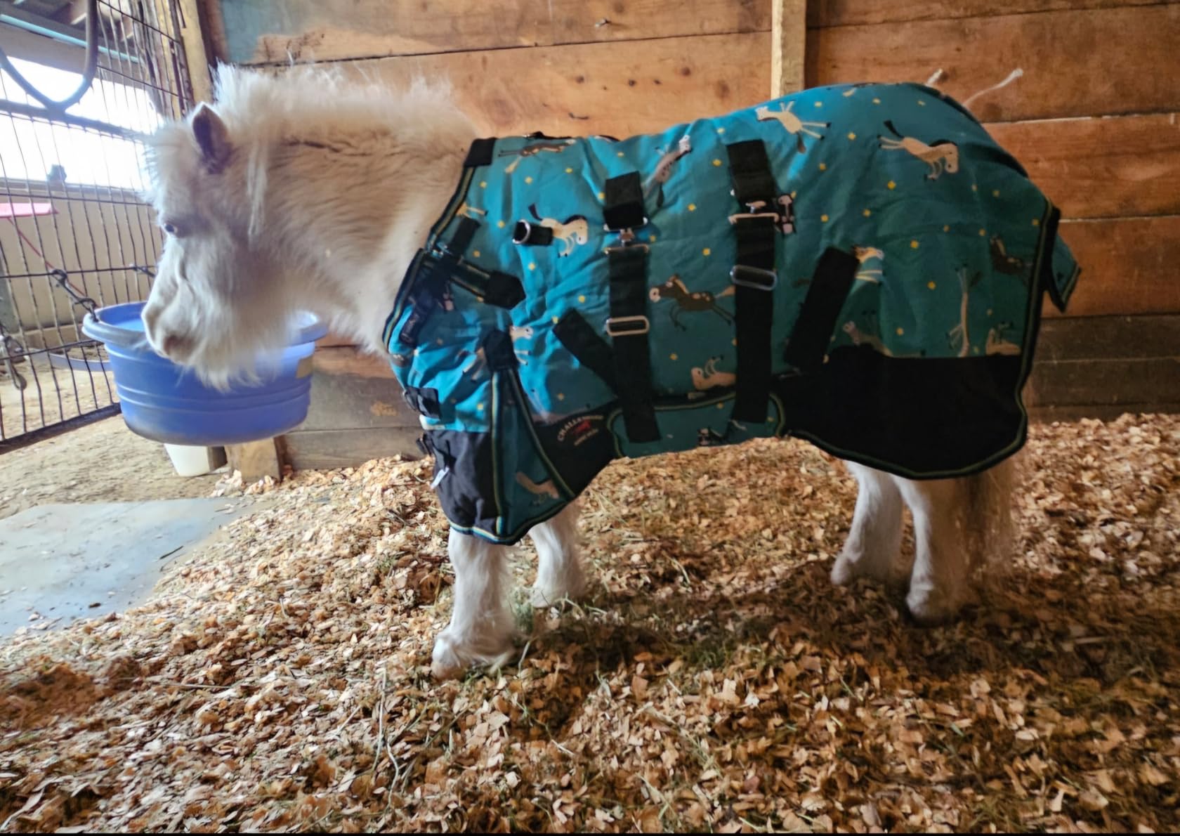CHALLENGER 1200D Miniature Weanling Donkey Pony Horse Foal Winter Blanket customer photo 1