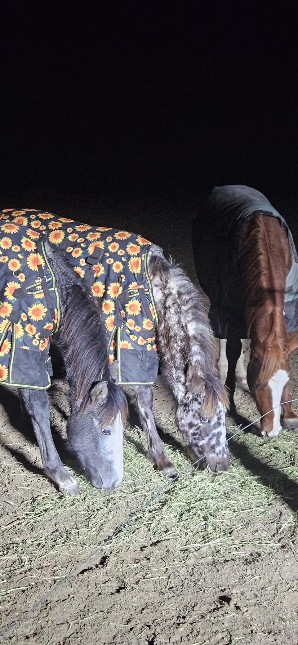 CHALLENGER 1200D Miniature Weanling Donkey Pony Horse Foal Winter Blanket customer photo 2