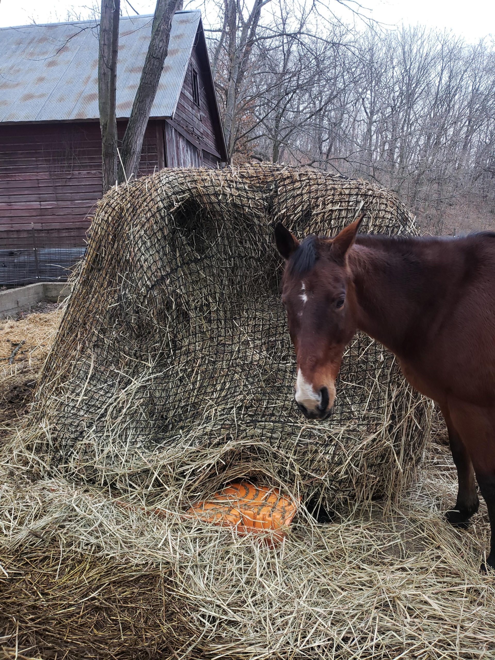 Aoneky Bale Hay Net -Average Feed Haynet for Horses - 6 x 6 ft / 5 x 5 ft customer photo 1