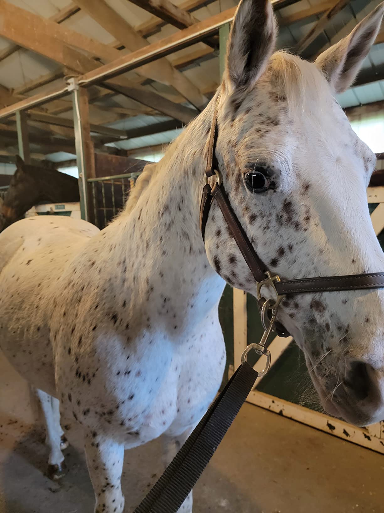 Vacuum Brush Kit for Horse Grooming - Cleaning Furniture, Carpets, and Auto Interiors - Great for All Pets customer photo 1