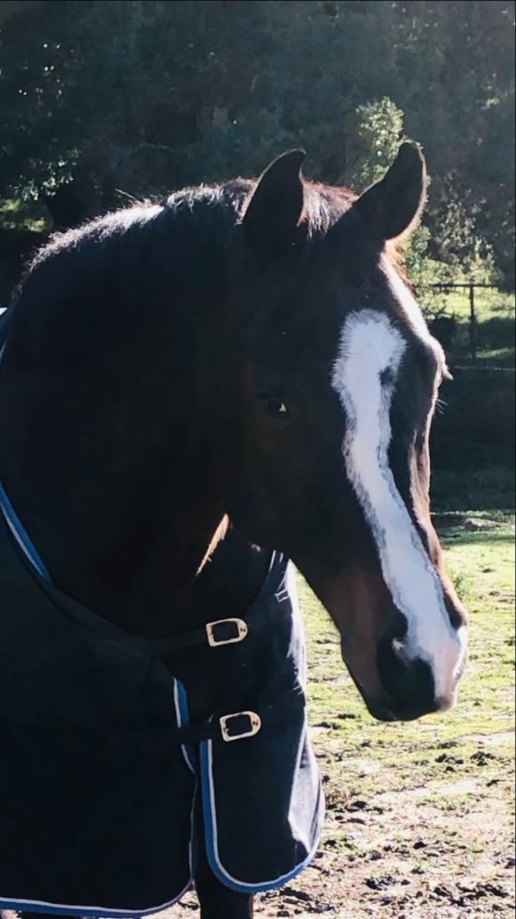 HORZE Glasgow Light Weight Waterproof Turnout Horse Sheet No Fill Dark Blue 81 in customer photo 2