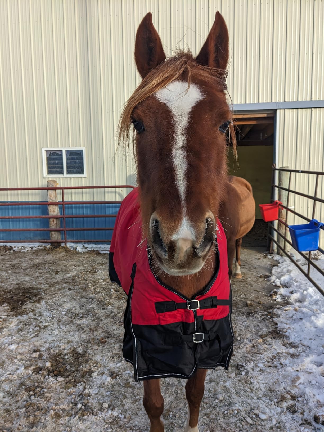 1200Denier Waterproof and Breathable Horse Sheet TGW RIDING Horse Blanket Standard Neck Turnout Sheet (76