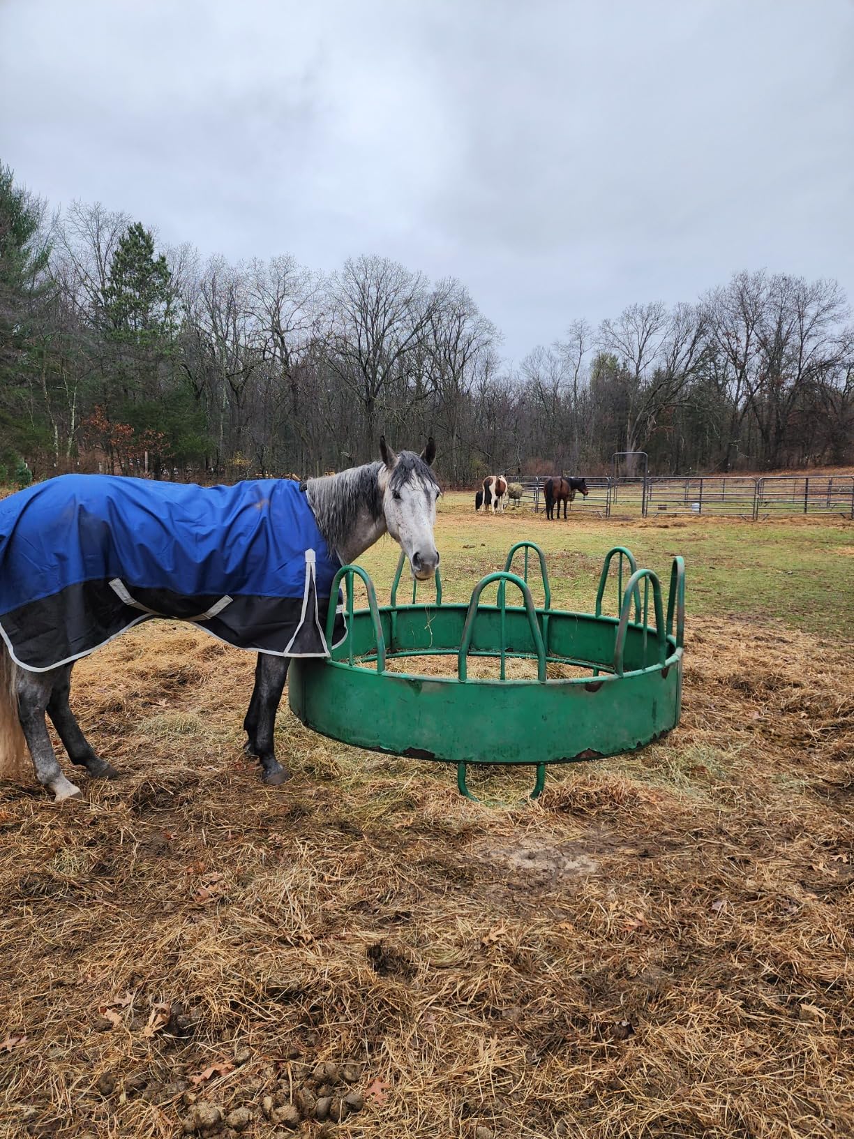 1200Denier Waterproof and Breathable Horse Sheet TGW RIDING Horse Blanket Standard Neck Turnout Sheet (76