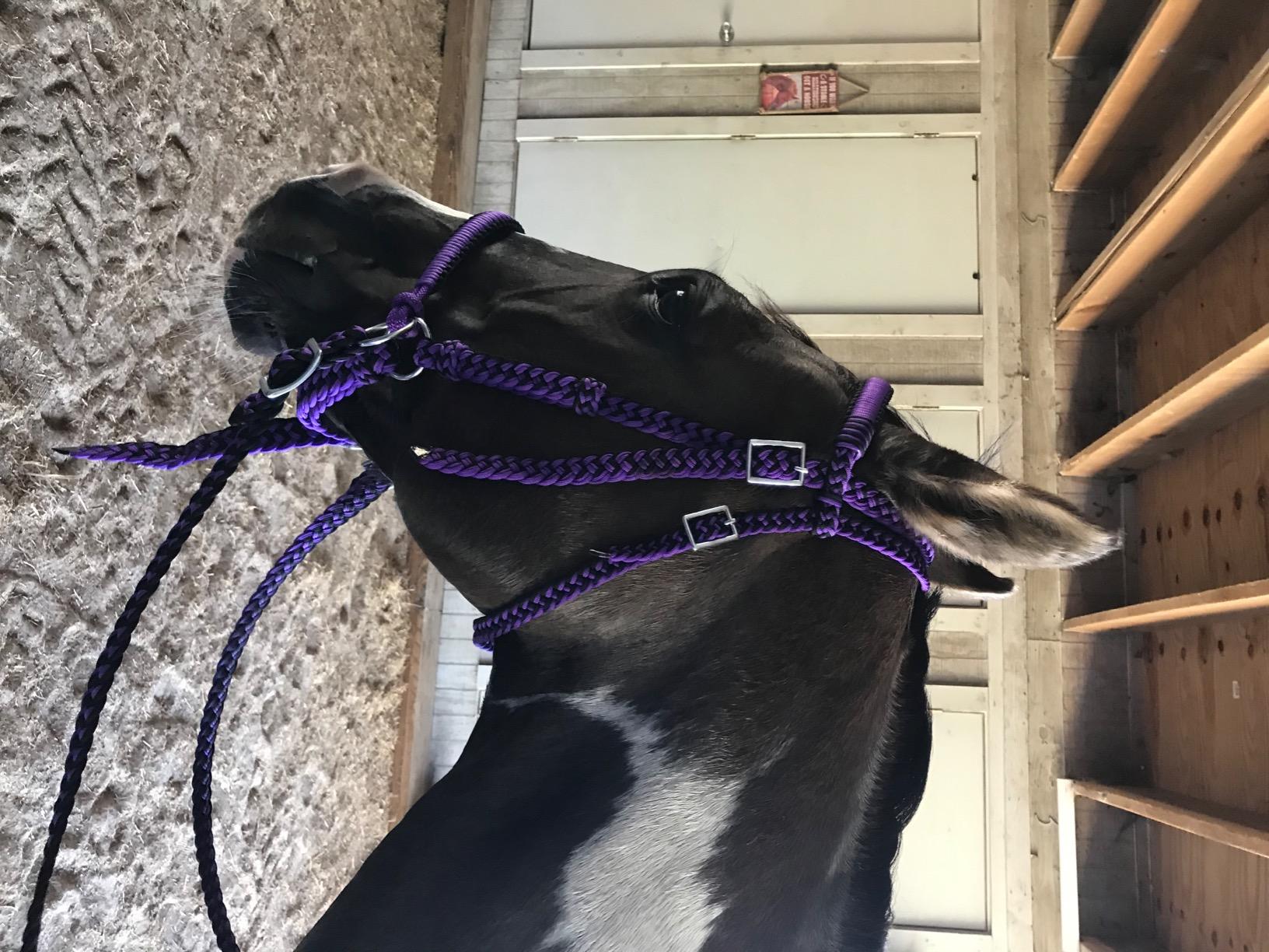 Braided Nylon Bitless Bridle w/Reins customer photo 1