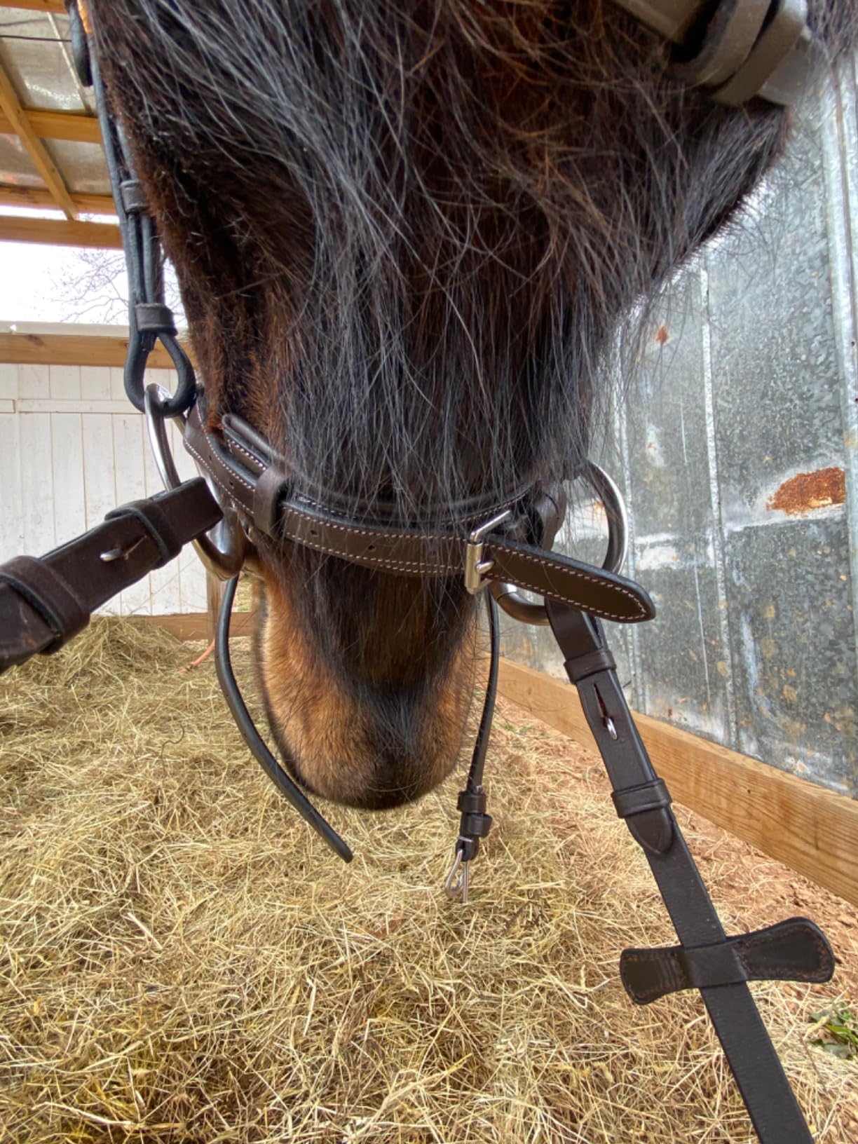Anatomical Snaffle Jumping Bridle for Horses with Removable Flash Noseband & Rubber Reins - Premium Vegetable-Tanned Leather, SS Buckles, Padded MonoCrown, Designer Stitching customer photo 1