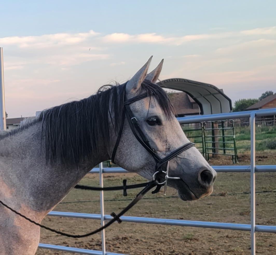 Exion Fancy Stitched Raised Veg-Tanned Leather Hunter Bridle with Laced Reins - Classic Plain Cavesson Snaffle Bridle Set for Horses - Traditional English Equestrian Show Tack, Pony Cob Full Warmblood customer photo 1