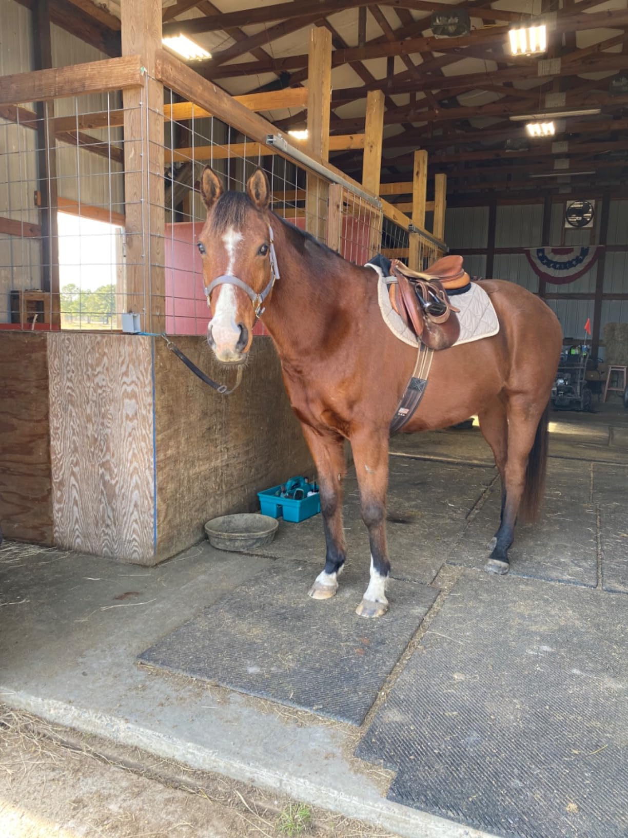 Harrison Howard Dyna-Sorb Full Shock Absorbing Memory Half Saddle Pad for Horse customer photo 1