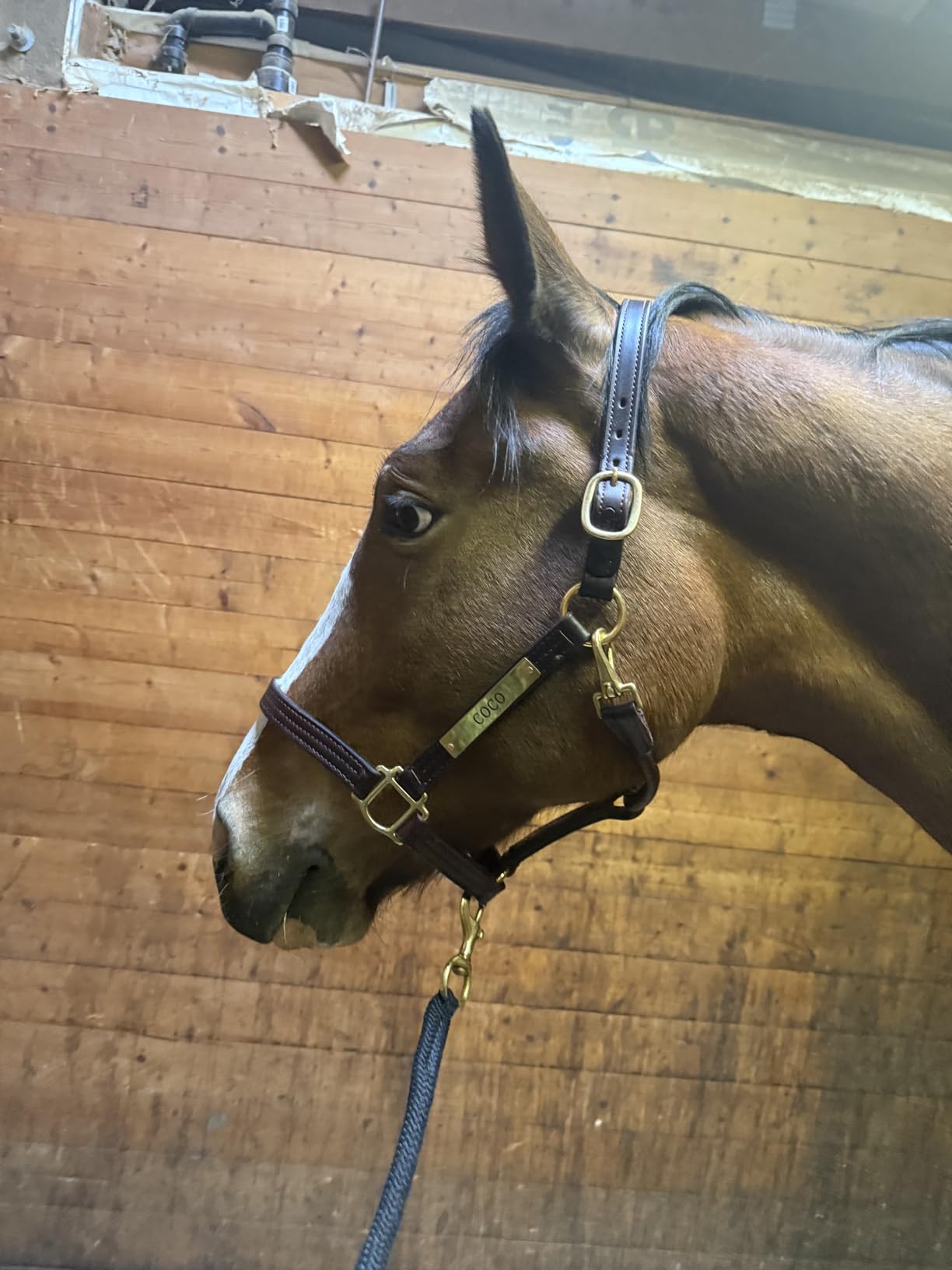 Tack Shack of Ocala Leather Halter for Horses with Customized Engraved Name Plate Option Halter for Horse customer photo 1