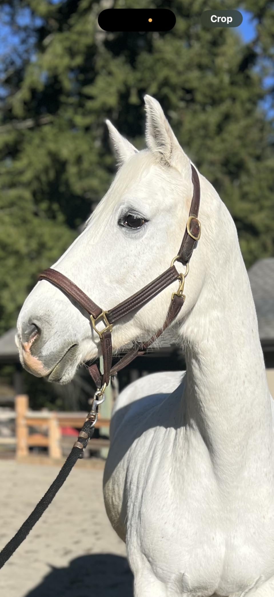 Tack Shack of Ocala Leather Halter for Horses with Customized Engraved Name Plate Option Halter for Horse customer photo 2
