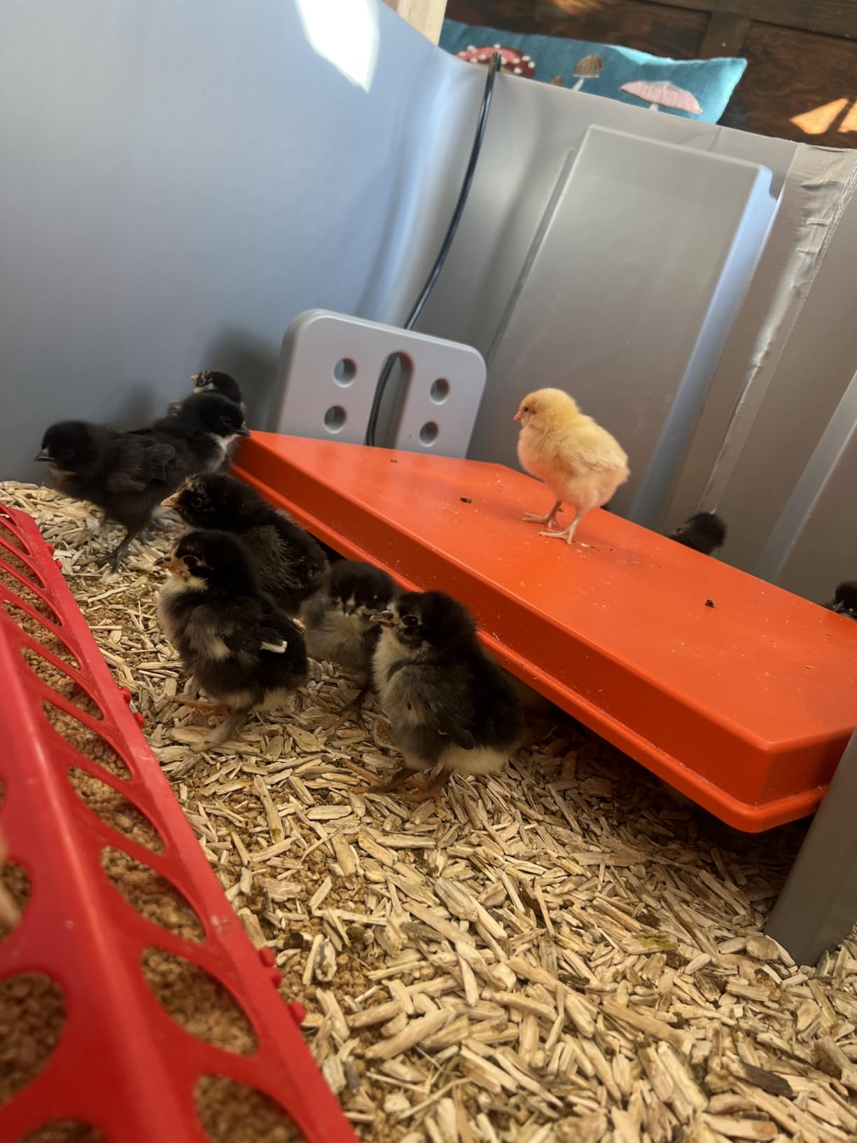 K&H Pet Products Chicken Brooder Heater for Chicks Ducklings, Adjustable Heating Plate for Brooder Boxes, Warms up to 30 Chicks, Chicken Coop Poultry Heating with Safety Light, Large 40 Watts customer photo 2