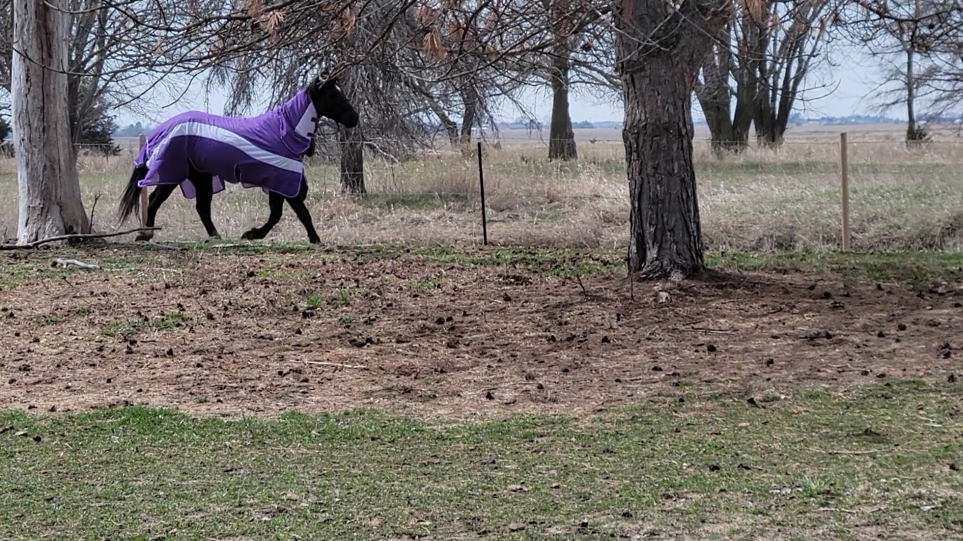 Challenger Horse Summer Mesh Scrim Sheet Full Neck Fly Sheet Bellyband Purple 73102 customer photo 1