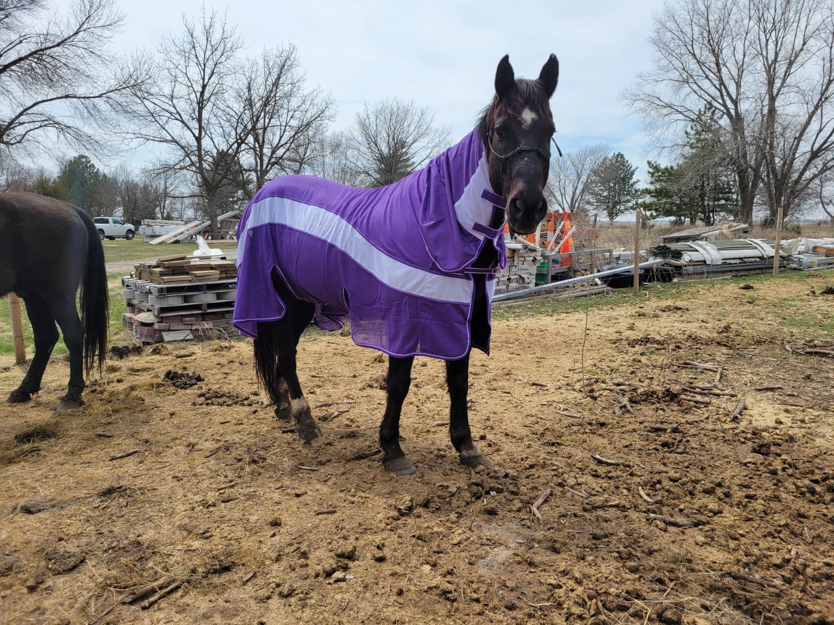 Challenger Horse Summer Mesh Scrim Sheet Full Neck Fly Sheet Bellyband Purple 73102 customer photo 2