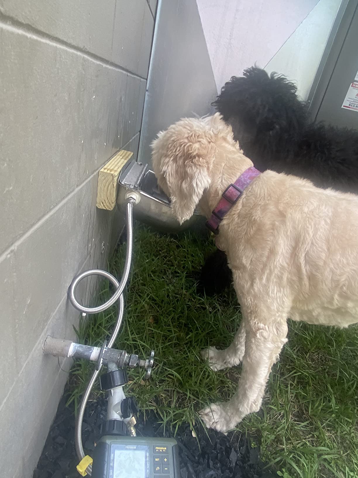 304 Stainless Steel Automatic Livestock Waterer with Float Valve and 39 inch Water Hose (one end 3/4''), Automatic Animal Water Bowl for Dogs,Horse,Calf,Chicken,Goat, Livestock Horse Waterer Dispenser customer photo 2
