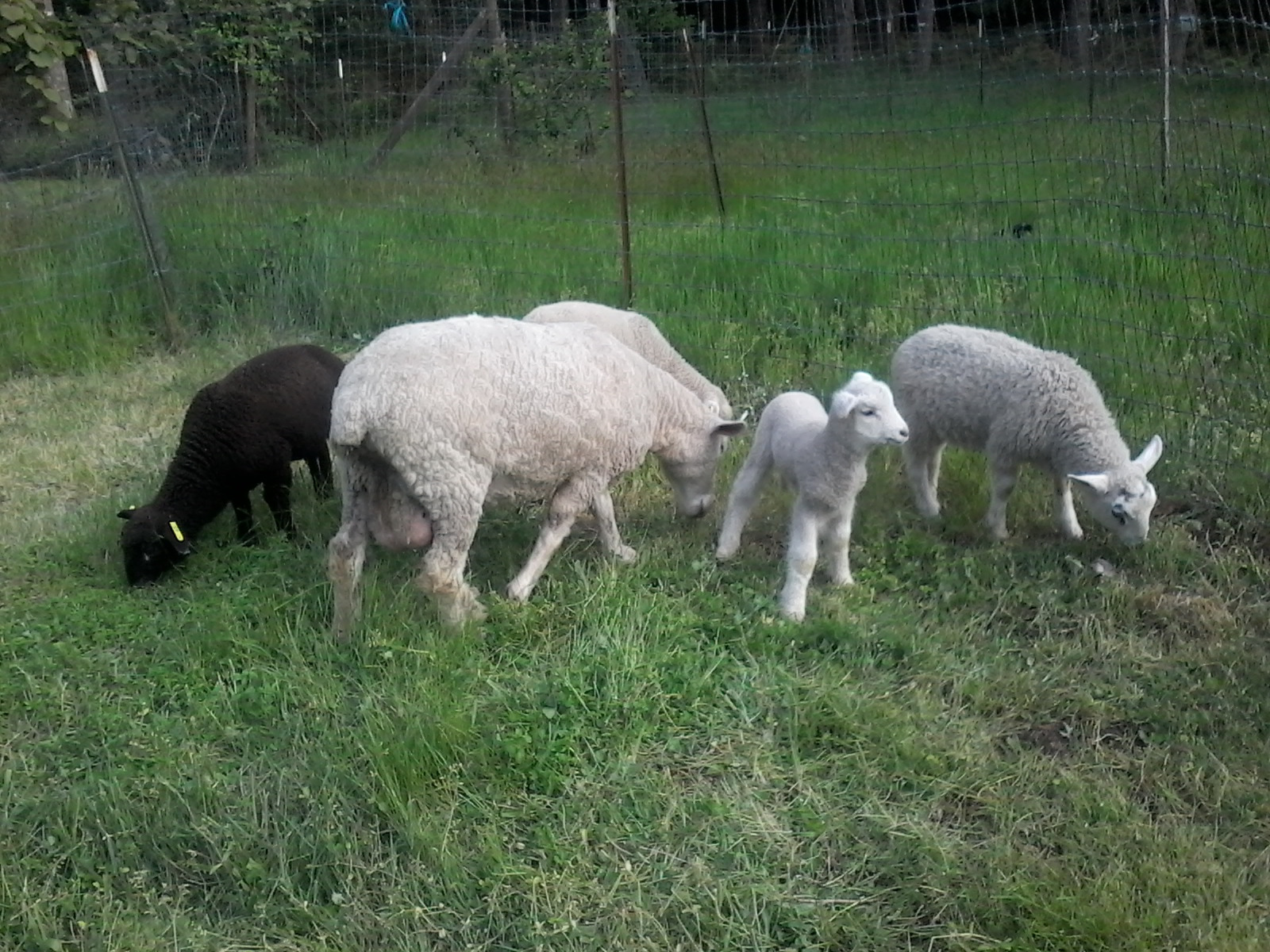 Premier 1 Wide Mouth Lamb 'N' Kid Feeding Bottle Rack customer photo 1