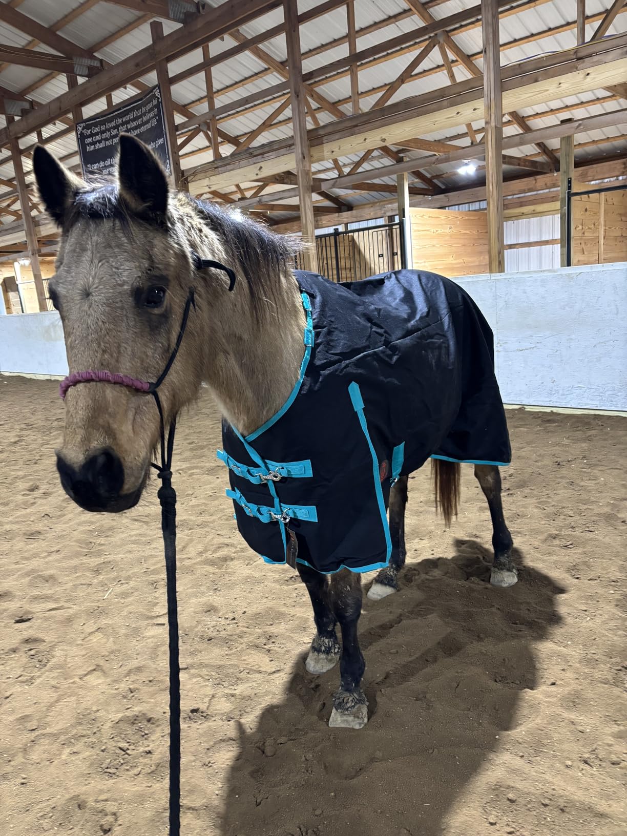 1200 Denier Horse RAIN Sheet (Waterproof/Breathable & Wind Proof Turnout Sheet) Horse Breathable RAINSHEET (Black-Turquoise, 78) customer photo 1