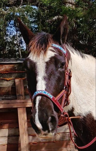 Horse Western English Leather Bitless Sidepull Bridle w/ Split Reins 77RS11 customer photo 2