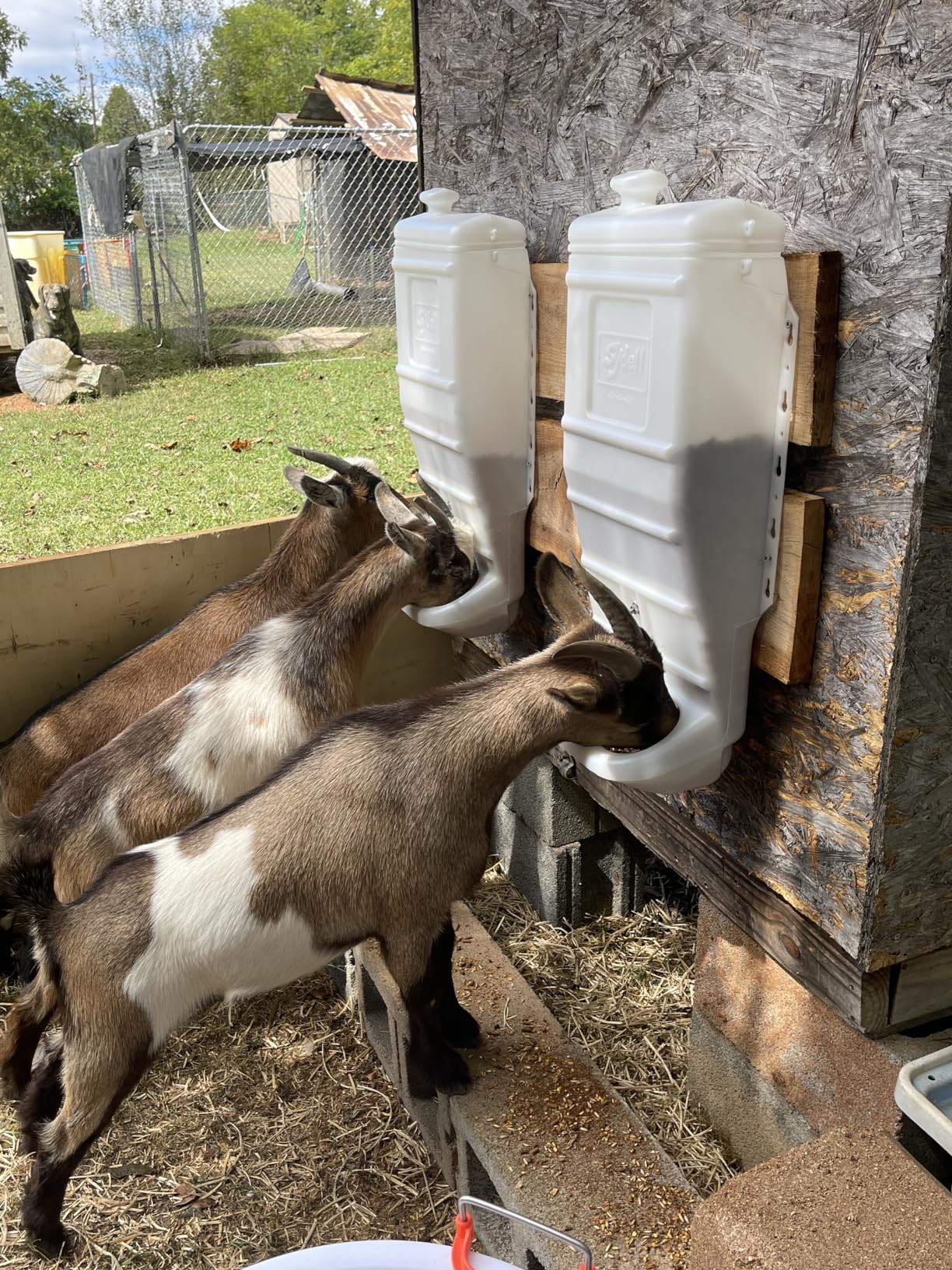 Sheep and Goat Grain Mineral Feeder, Large Outdoor Forage Grain Feeding System, Supports Up to 10 Small Livestock, Weather Resistant Heavy-Duty Plastic, Fence Mounted customer photo 2