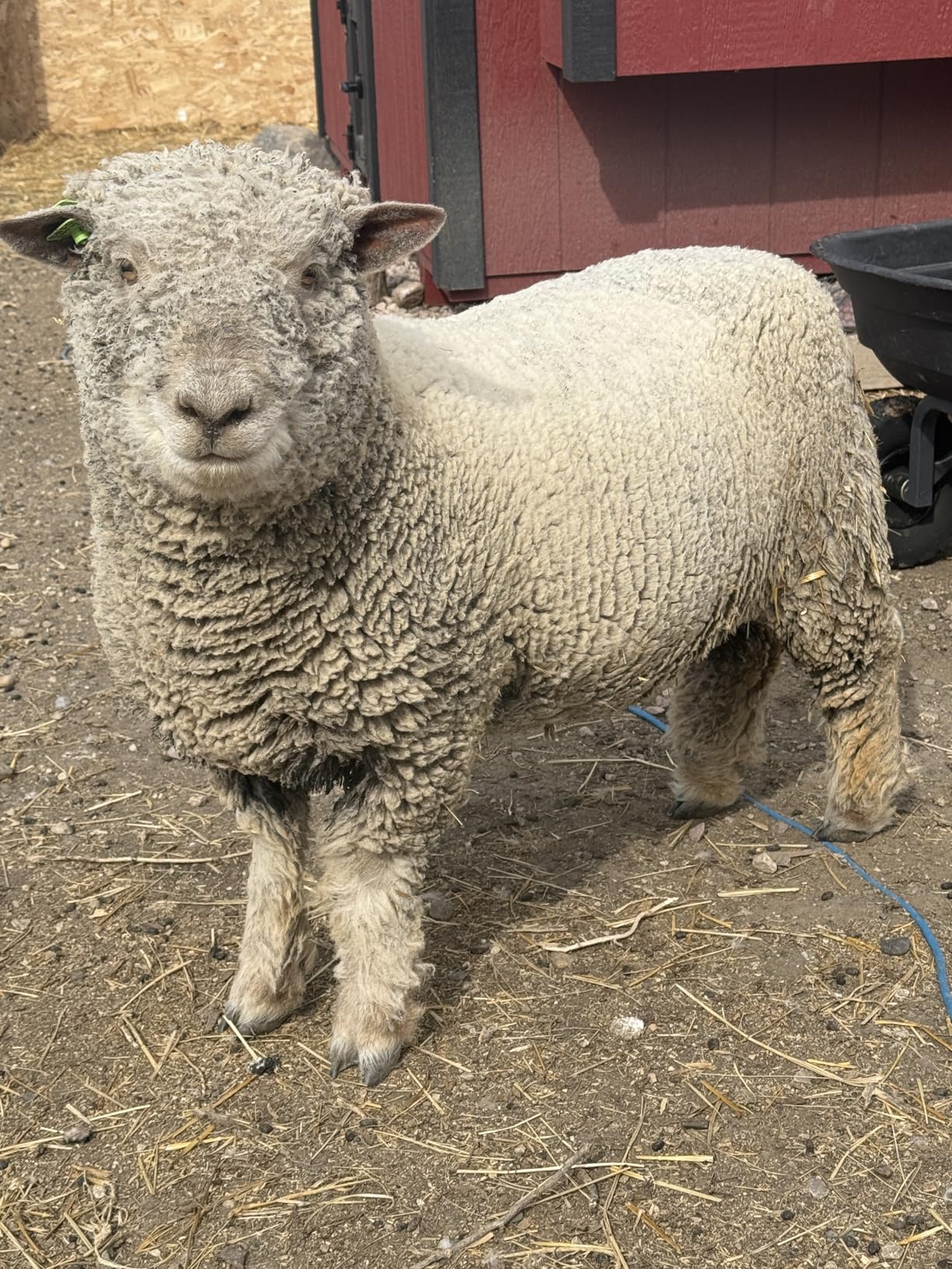 Sheep Shears 500W Professional 6 Speeds, Heavy Duty Sheep Clippers for Sheep, Alpacas, Goats and Thick Coat Animals customer photo 1