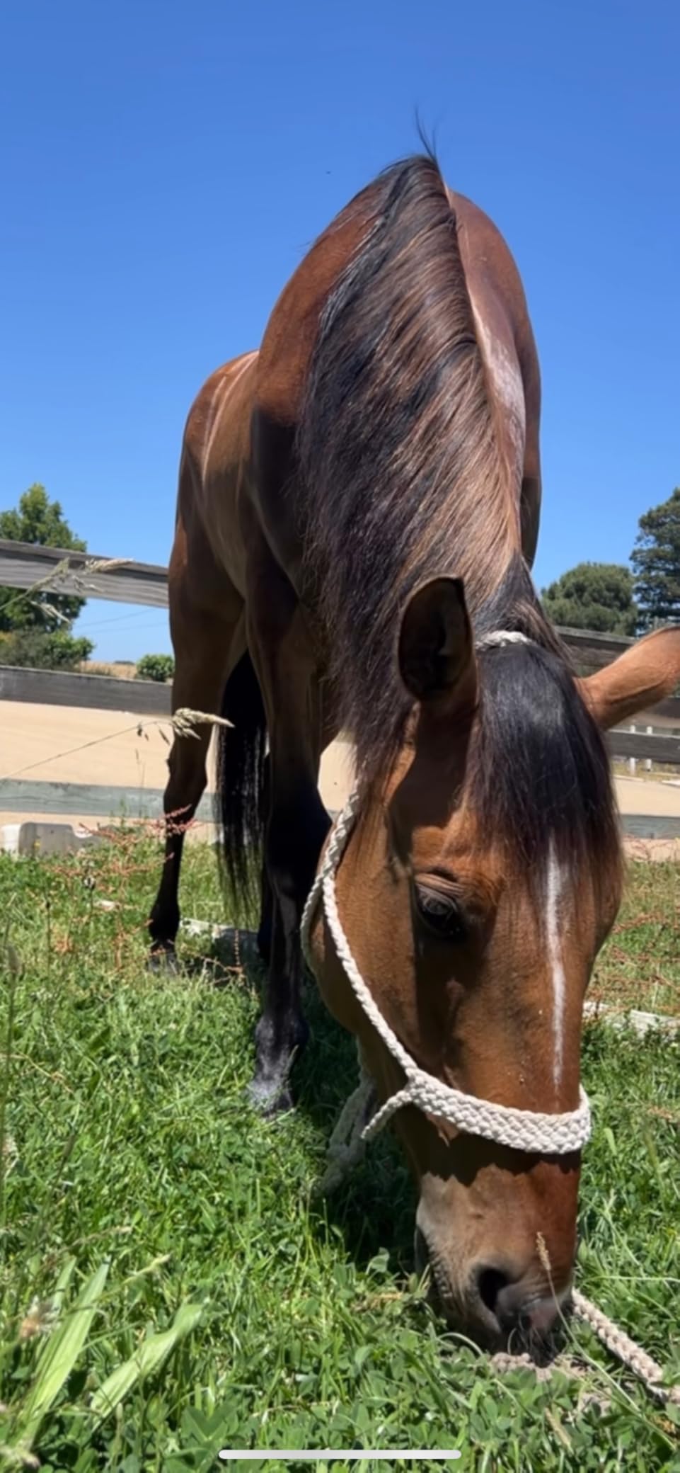 Cashel Flat Braid Halter and Leadrope customer photo 2