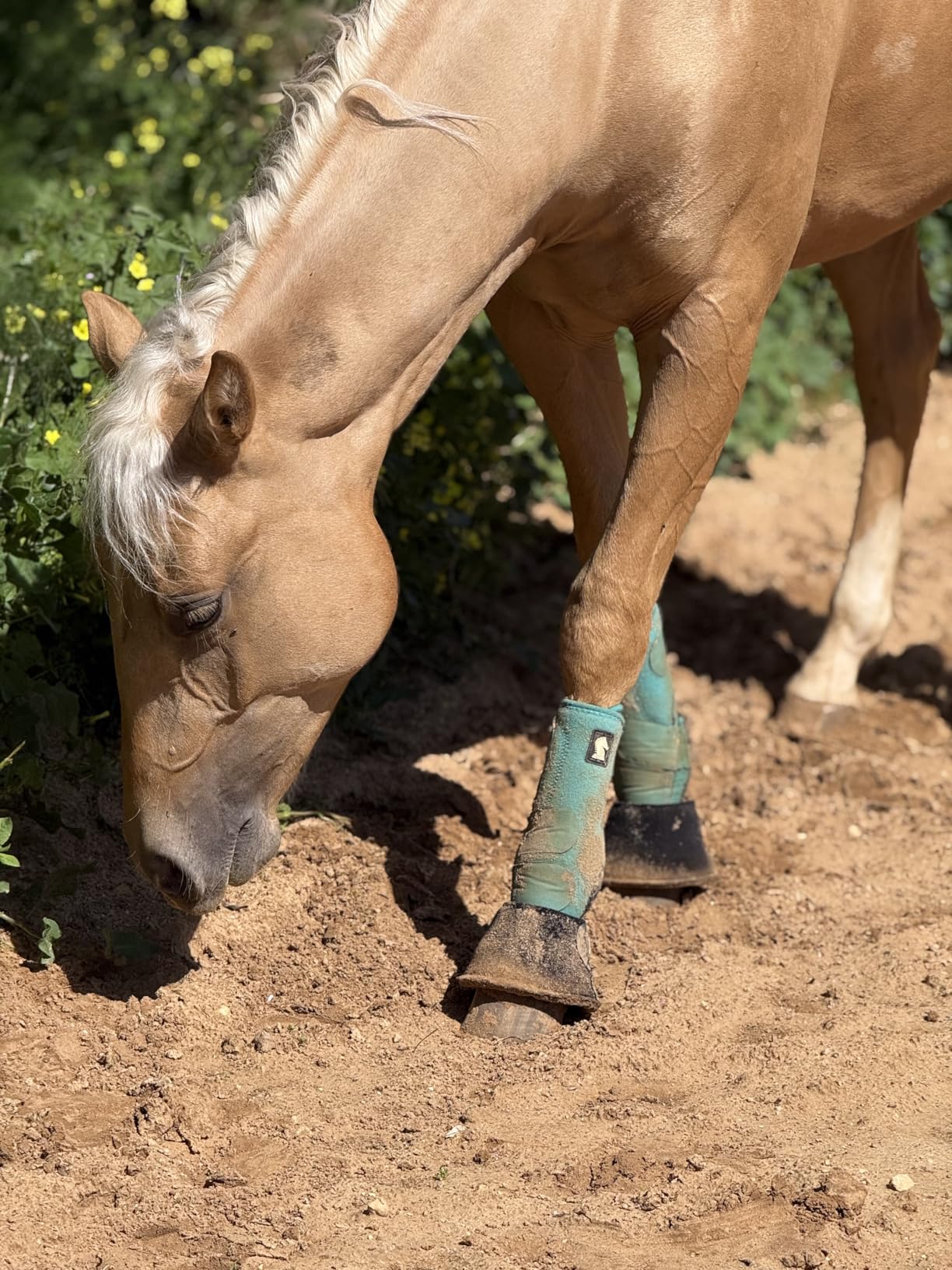 Classic Equine Legacy2 Support Boots, Front (Aqua, Medium) customer photo 1