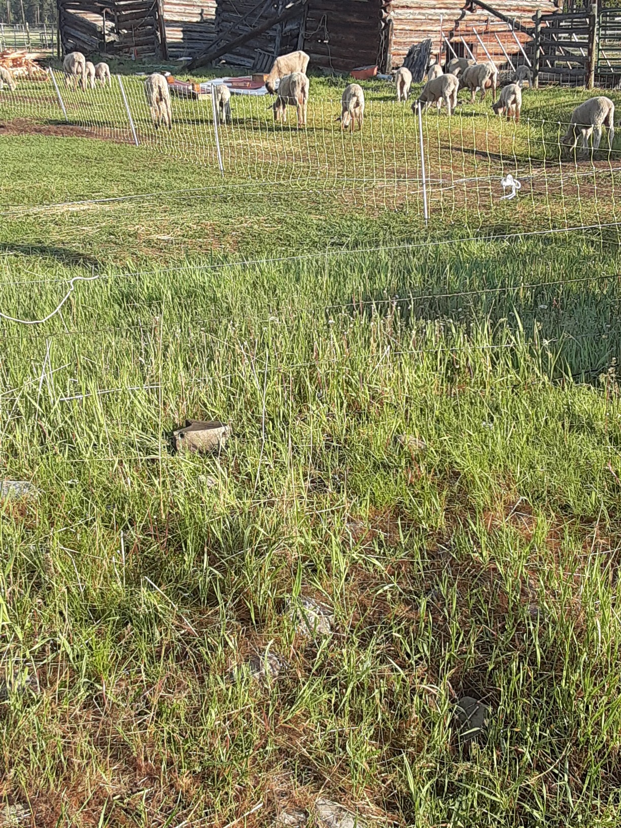 Premier 1 Yellow Electric Sheep & Goat Net Fence - 35