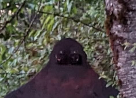 Triumpeek Animal Repeller, Solar Powered Predator Eye Nighttime Animal Deterrent Devices with Red LED Lights, Night Guard Animal Repellent Scares Coyote Skunk Raccoon Deer Away from Yard Chicken Coop customer photo 2