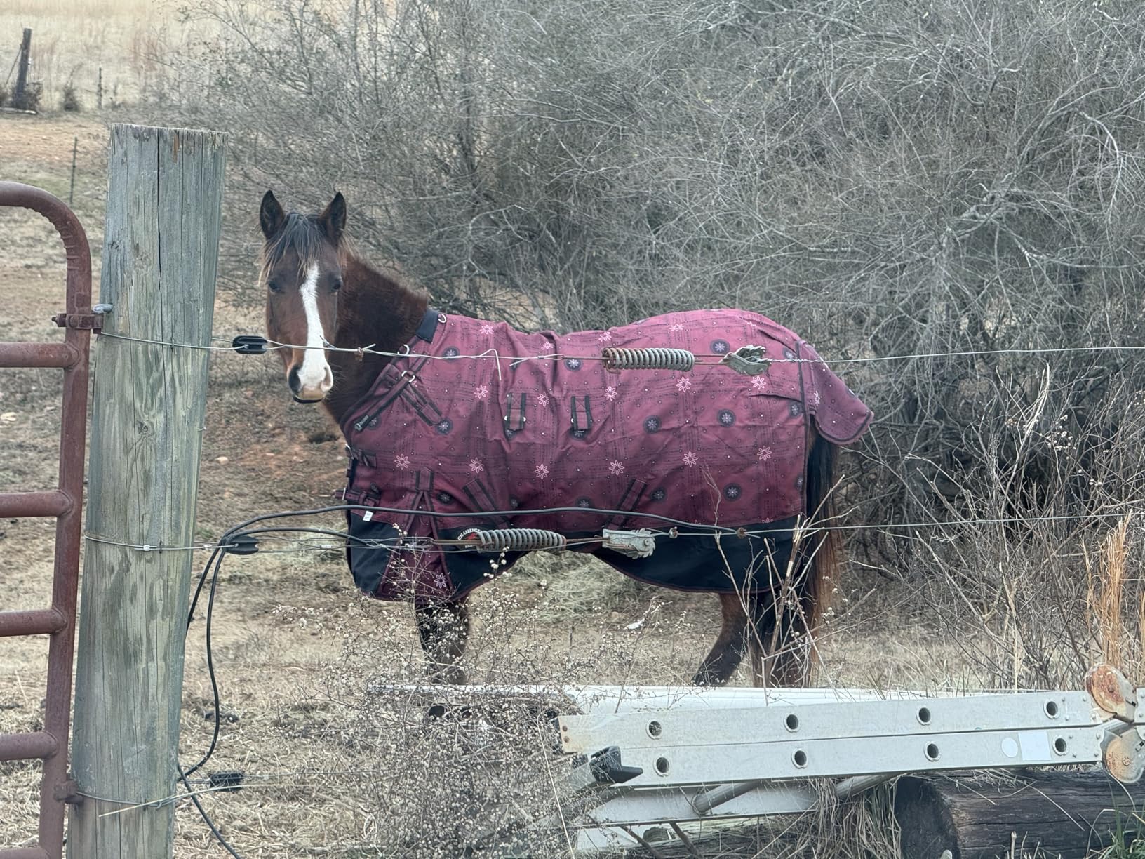 Challenger 1200D Turnout Waterproof Rain Horse Sheet Light Winter Blanket 378B customer photo 1
