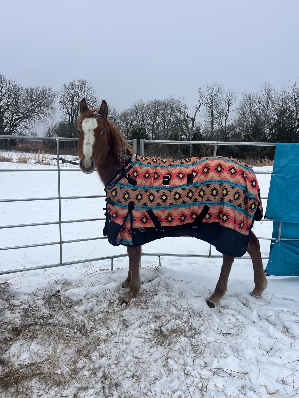 Challenger 1200D Turnout Waterproof Rain Horse Sheet Light Winter Blanket 378B customer photo 2