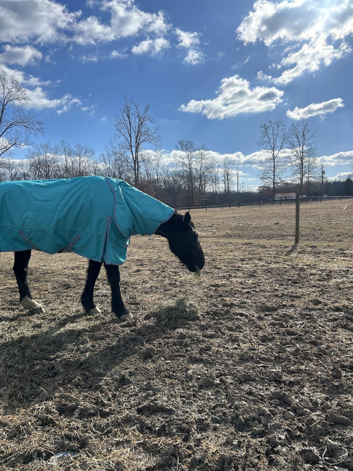 TuffRider 1200D Comfy Winter Medium Weight Ripstop Turnout Blanket w/Detachable Neck - 200 GSM customer photo 2
