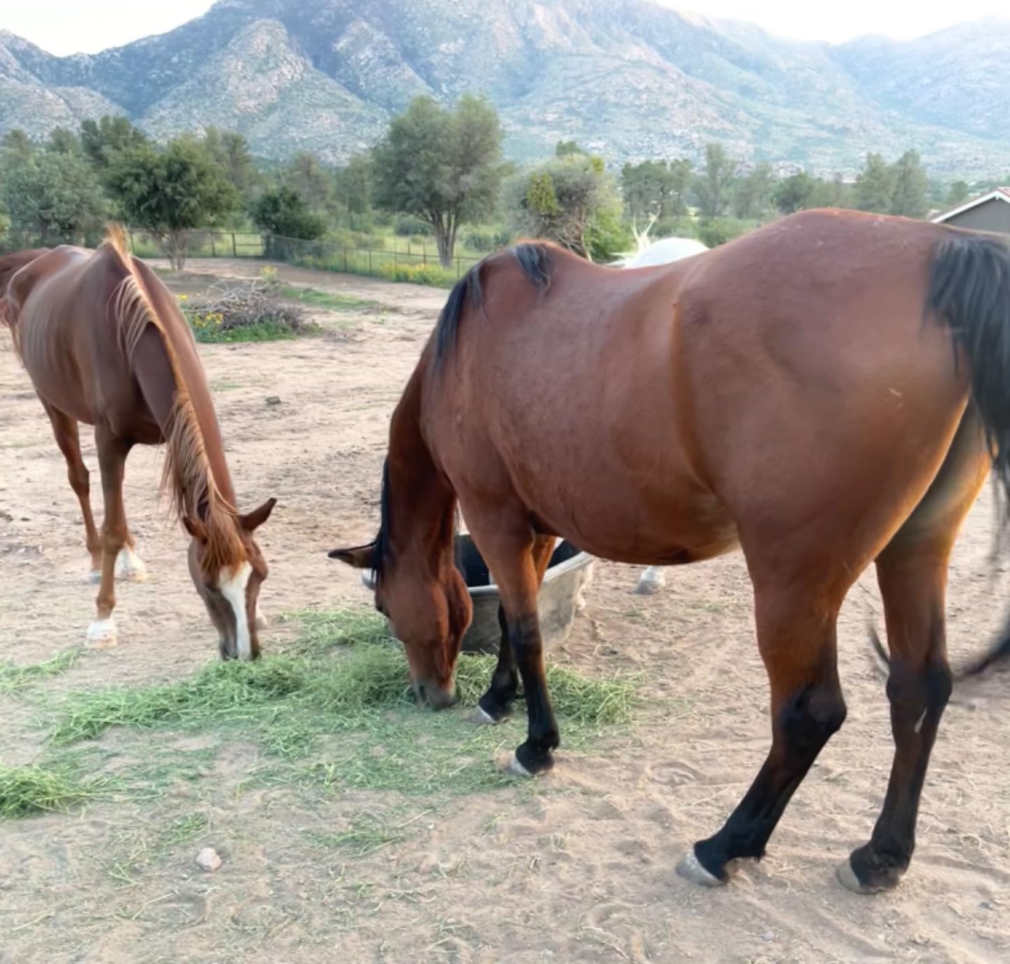 Harrison Howard Slow Feed Hay Net Horse-Black customer photo 1