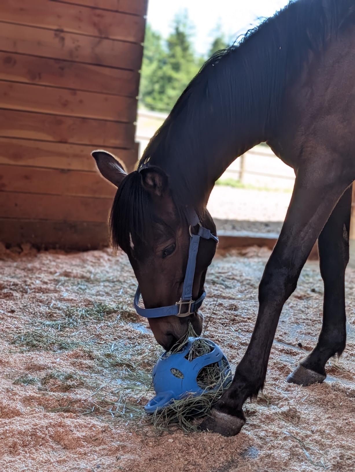 Horsemen's Pride Jolly Hay Ball Stall Toy for Horses, Blue, 8