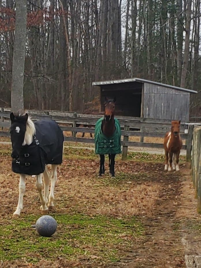 HORZE Nevada 1200D Lightweight Waterproof Horse Turnout Rain Sheet (No Fill) customer photo 2