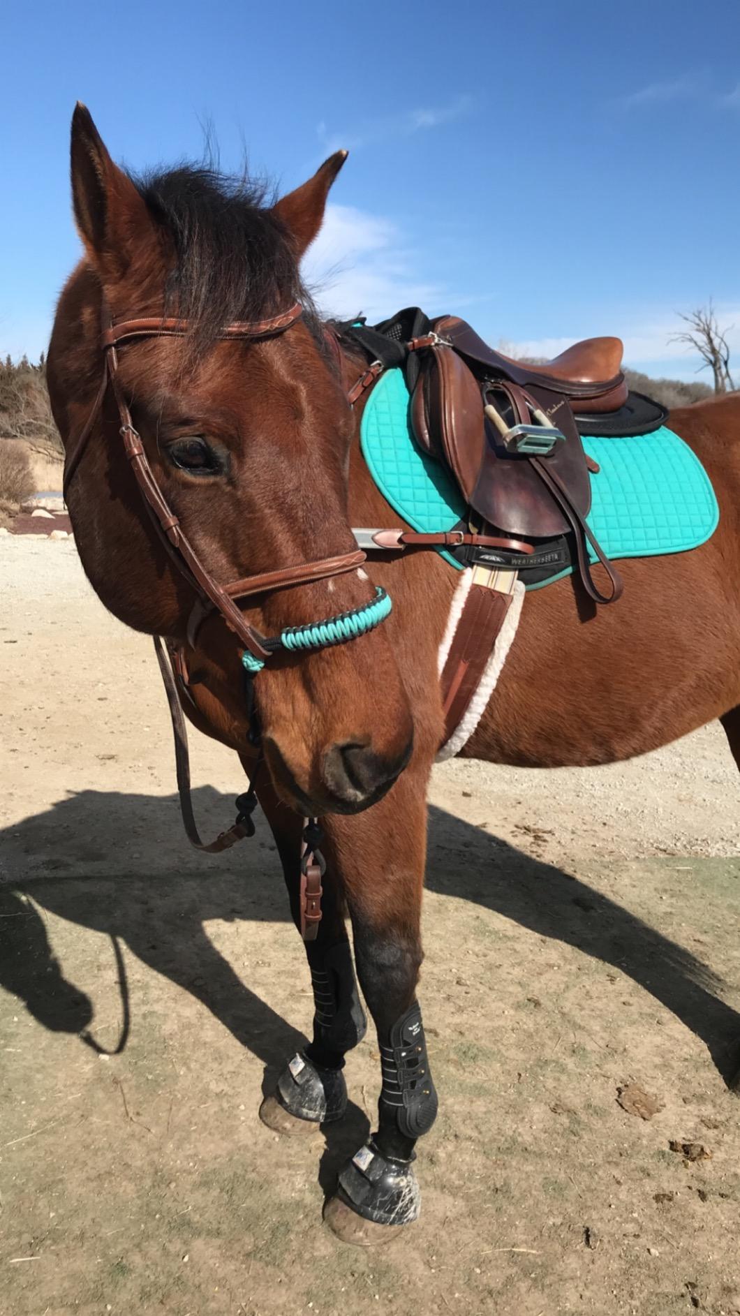 Kavallerie 3D Air-Mesh Half Pad, Impact Protection & Therapeutic Gel Padding English Saddle for Maximum Support and Stability, Best for Horses Under Saddle, Dressage, Jumping & Training customer photo 1