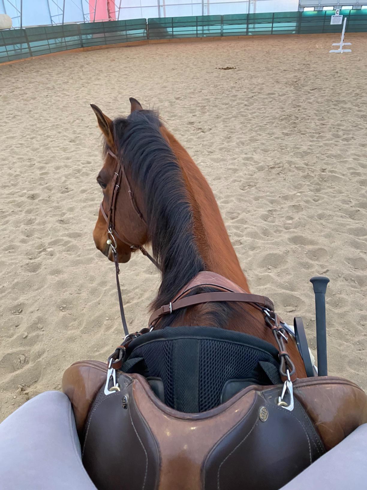 Kavallerie 3D Air-Mesh Half Pad, Impact Protection & Therapeutic Gel Padding English Saddle for Maximum Support and Stability, Best for Horses Under Saddle, Dressage, Jumping & Training customer photo 2