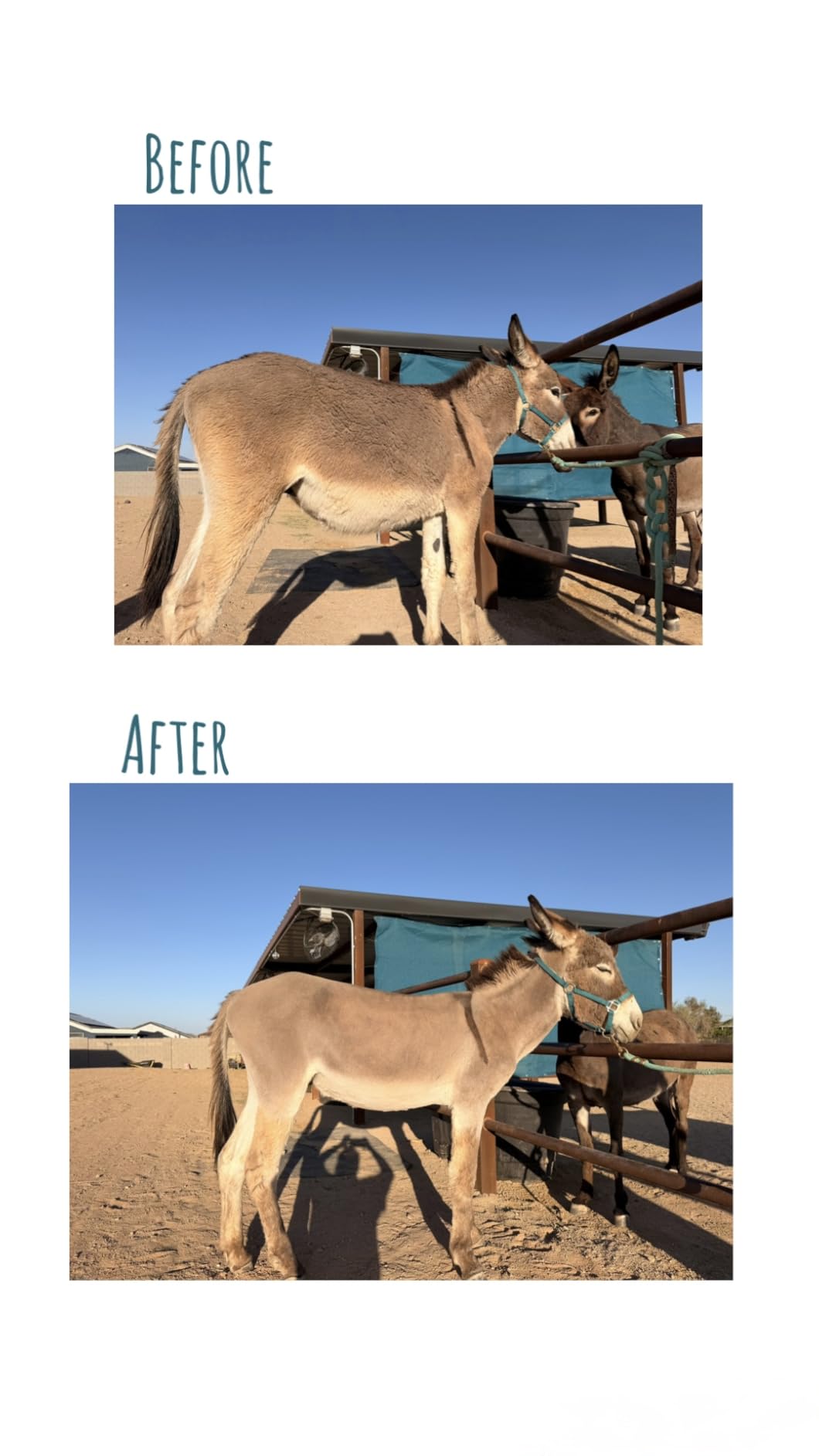 DUCKBOY 500W Cordless Horse Clipper, Rechargeable, for Horse Cattle Alpacas | Ideal for horses, cattle, alpacas & llamas. Cordless, rechargeable for farm grooming customer photo 1